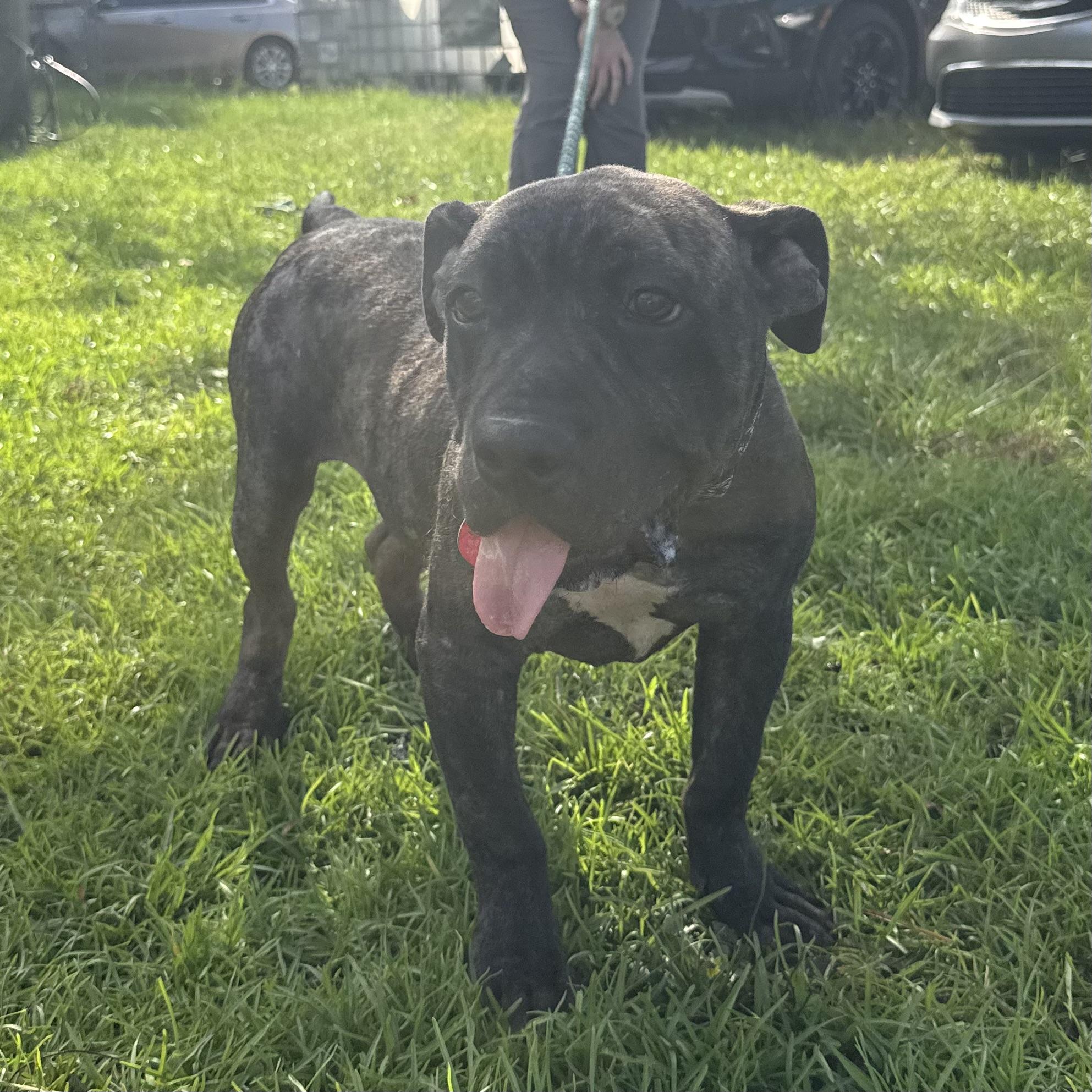 Enlarge Pierogi, a Adoptable mixed breed in Port Byron , NY image 5/6