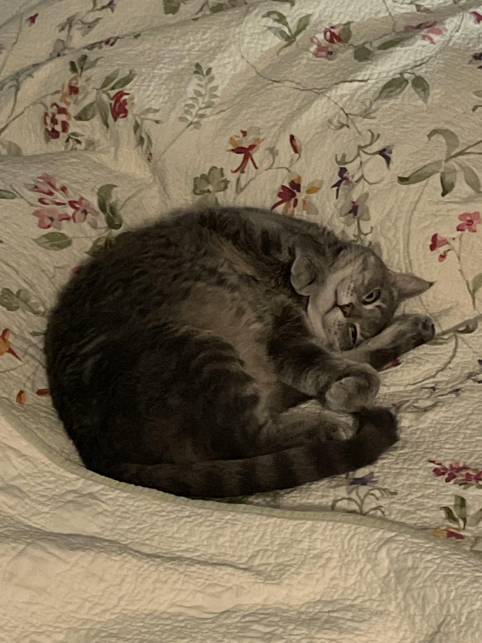Rosie - Visit me at Mechanicburg Petco, Adopted, Adult Female Domestic Short Hair.