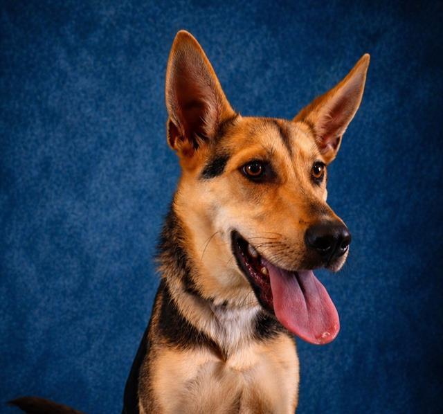 MAURICE, Adoptable, Young Male German Shepherd Dog.