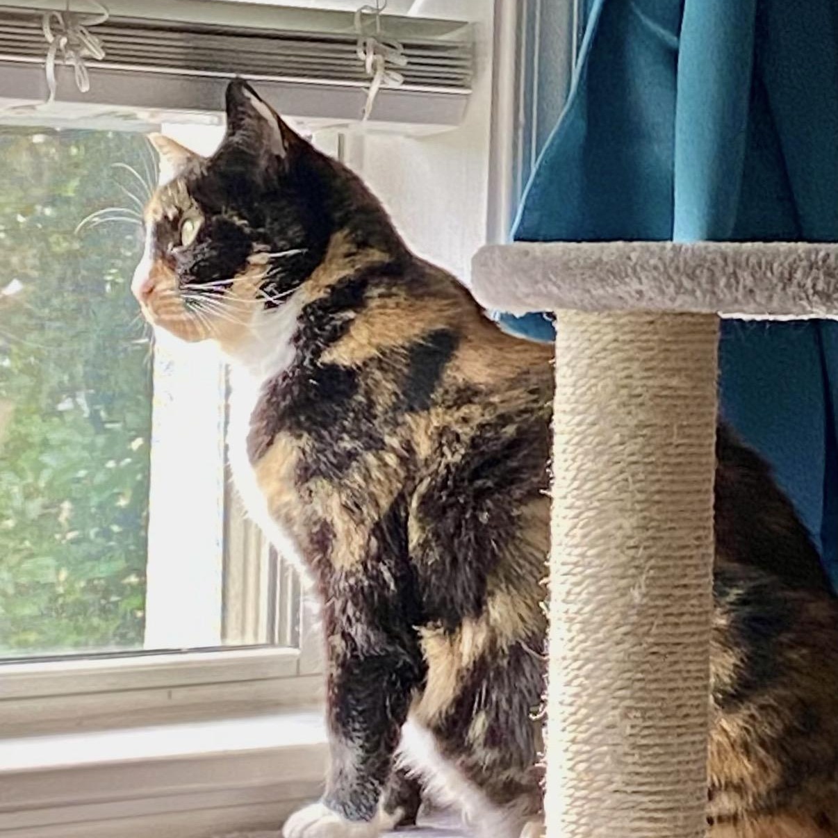 Enlarge Mandy, a ADOPTABLE Domestic Short Hair in Clyde, NC image 3/6