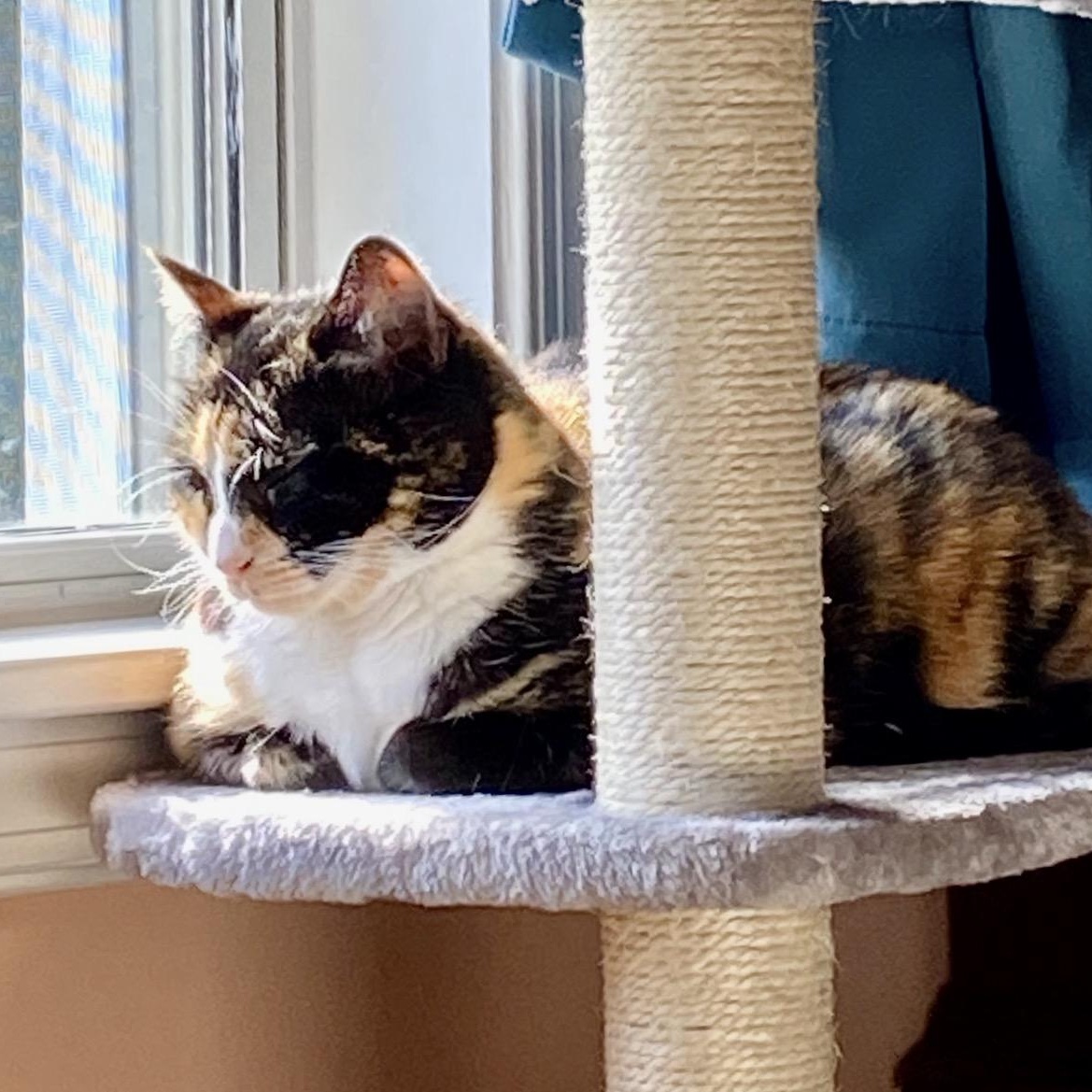 Enlarge Mandy, a ADOPTABLE Domestic Short Hair in Clyde, NC image 5/6