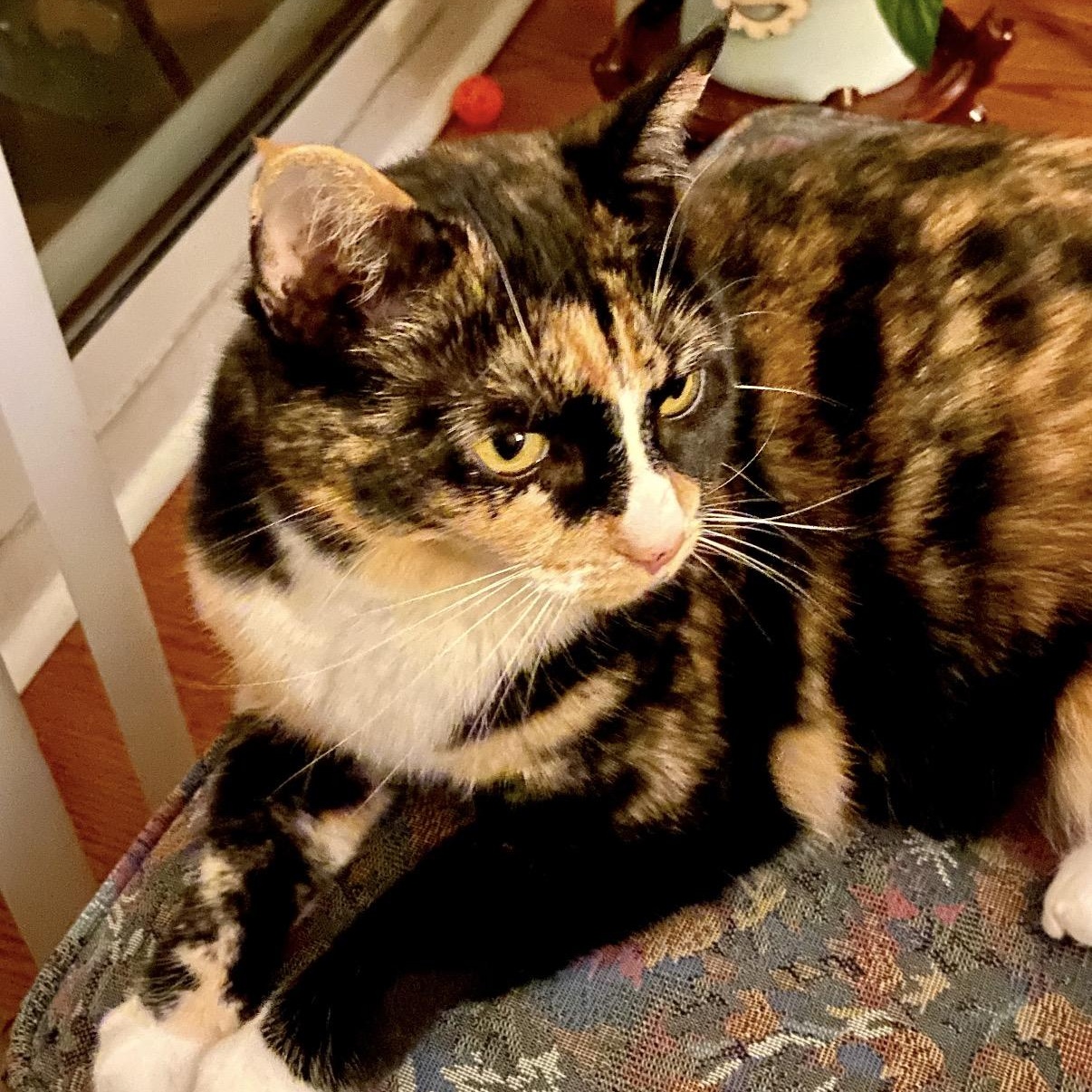 Enlarge Mandy, a ADOPTABLE Domestic Short Hair in Clyde, NC image 2/6