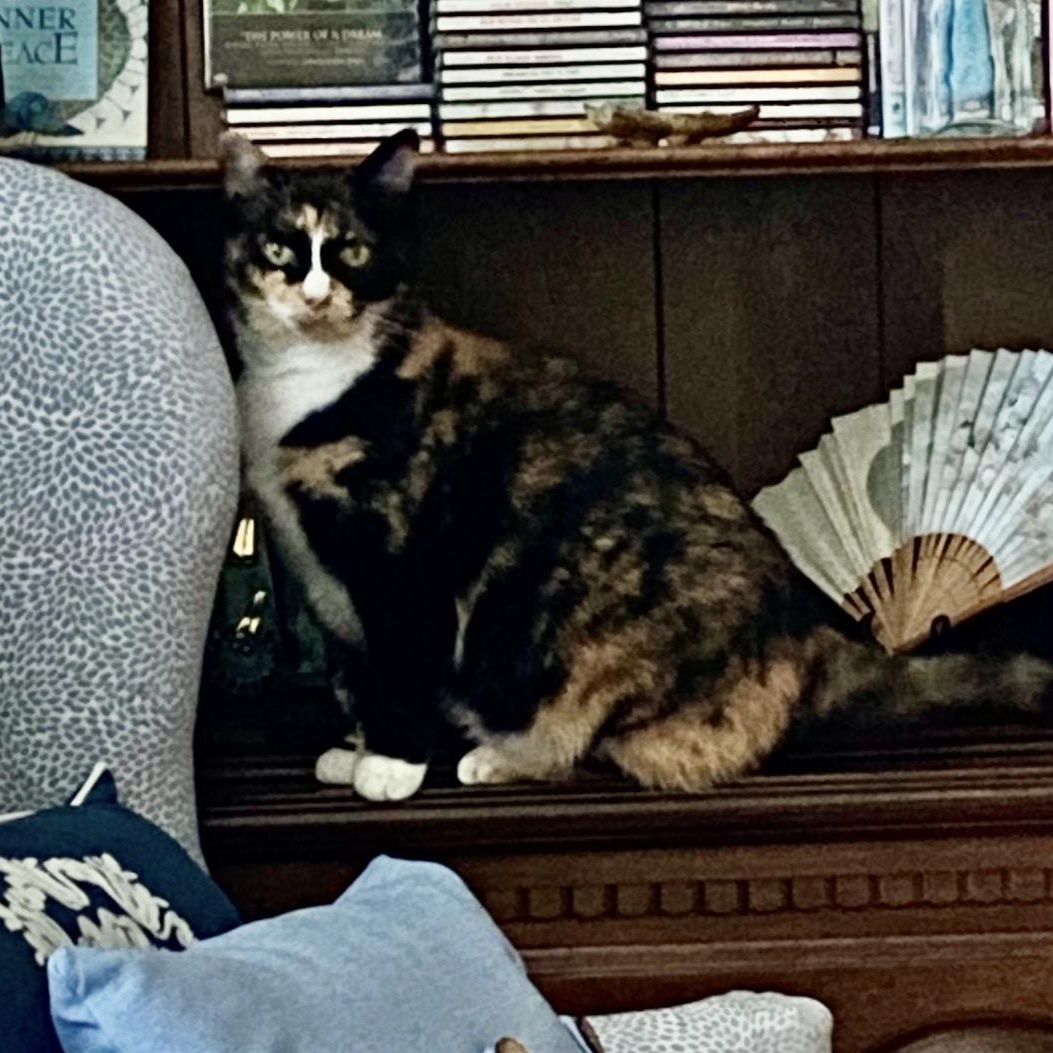 Enlarge Mandy, a ADOPTABLE Domestic Short Hair in Clyde, NC image 4/6