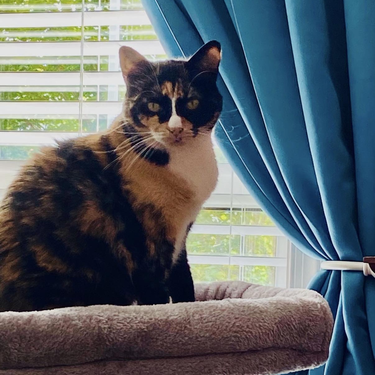 Mandy, ADOPTABLE, Adult Female Domestic Short Hair.