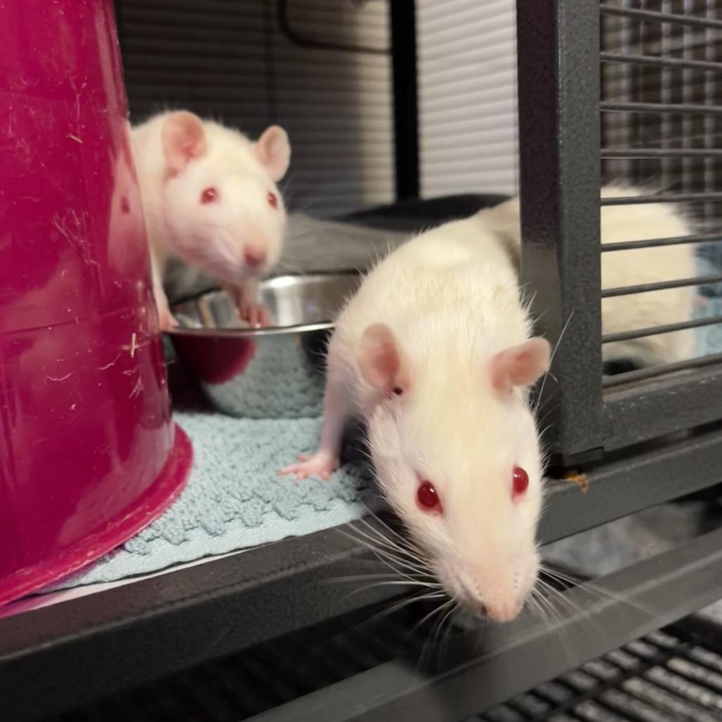 Cauliflower, Adoptable, Young Female Rat.