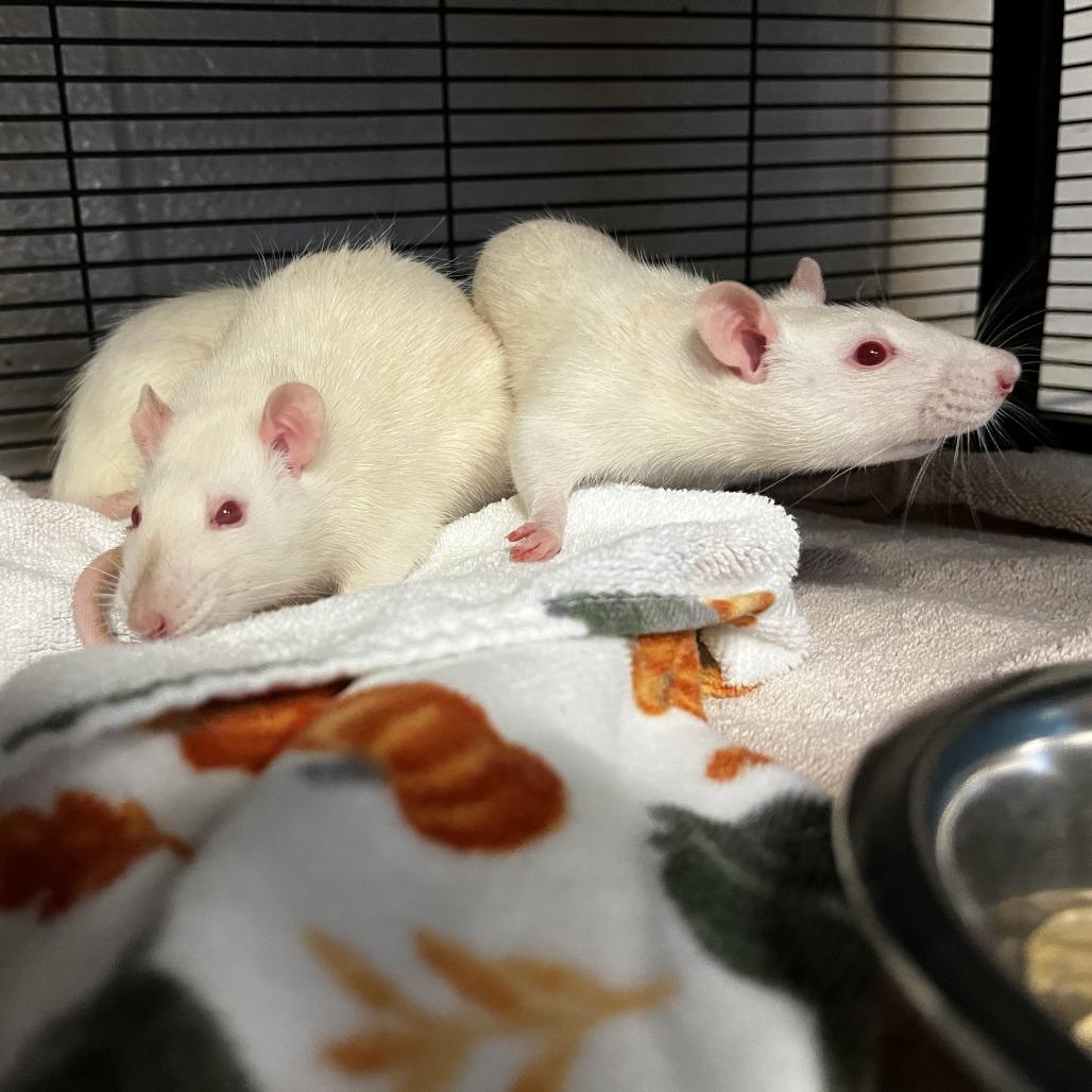 Cauliflower, a Adoptable Rat in Watertown, NY image 2/5