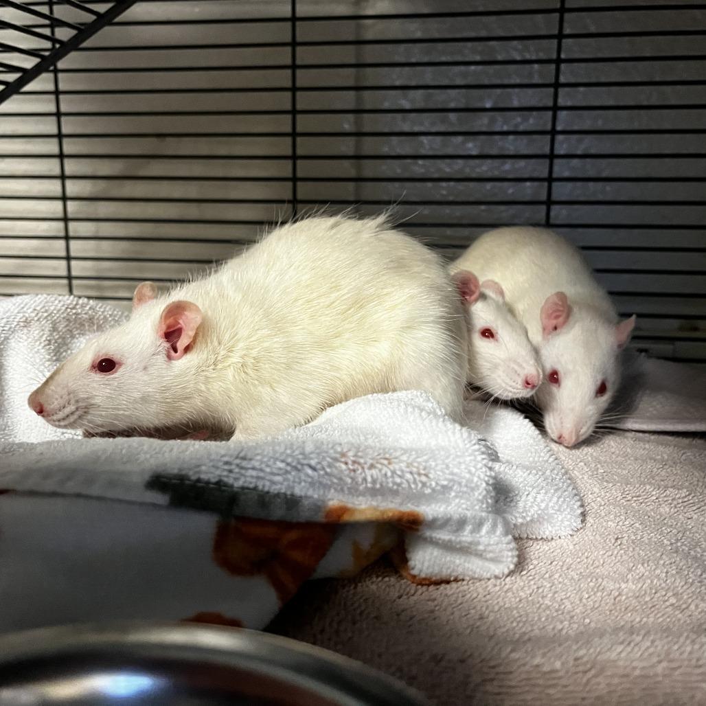 Cauliflower, a Adoptable Rat in Watertown, NY image 3/5
