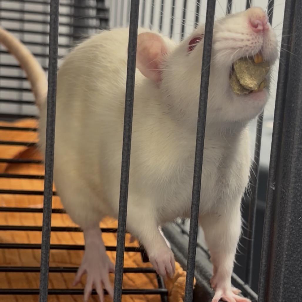 Cauliflower, a Adoptable Rat in Watertown, NY image 4/5