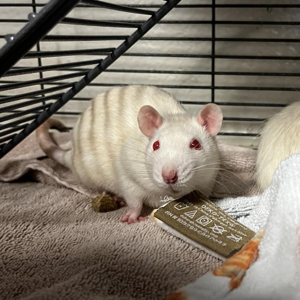 Cauliflower, a Adoptable Rat in Watertown, NY image 5/5