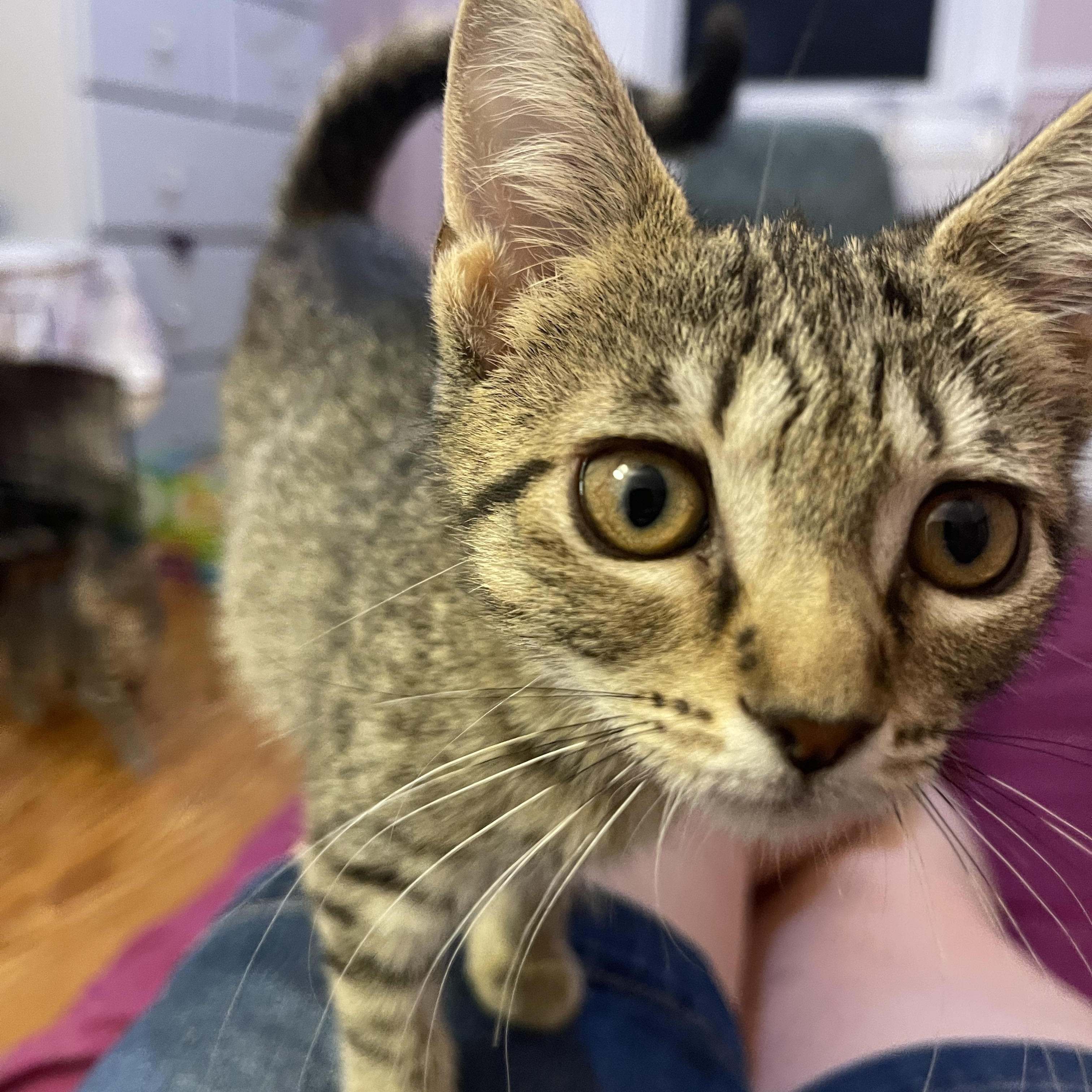 Latke, an adoptable Domestic Short Hair in Baltimore, MD image 5/6
