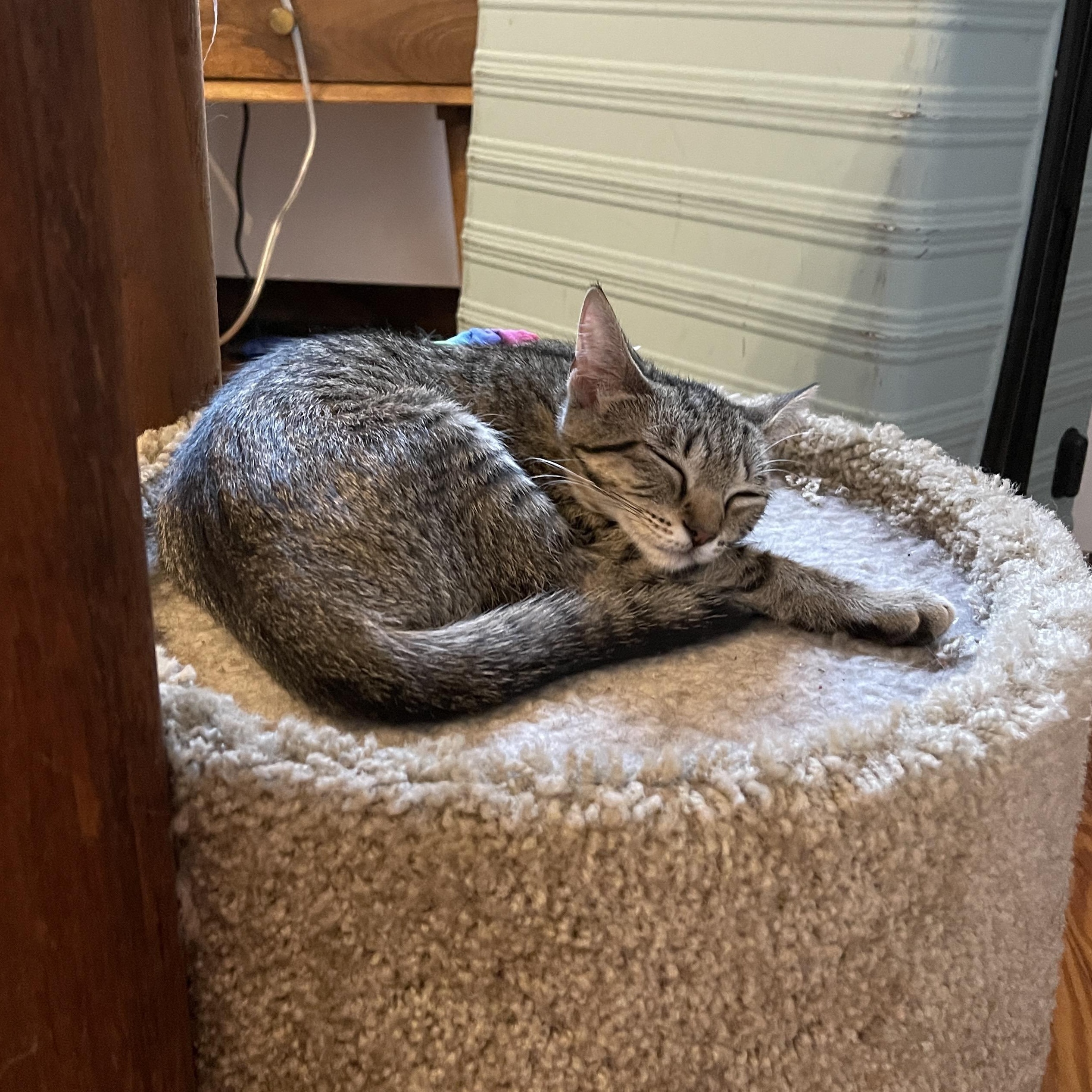 Latke, an adoptable Domestic Short Hair in Baltimore, MD image 3/6