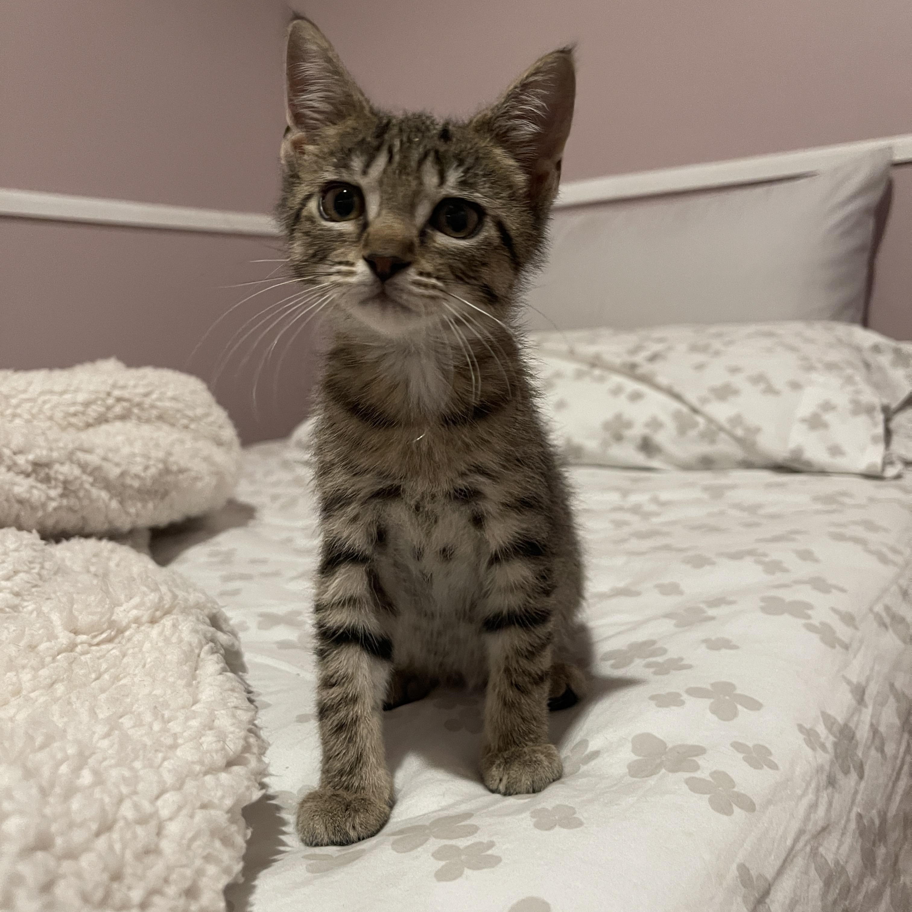 Latke, adoptable, Kitten Female Domestic Short Hair.