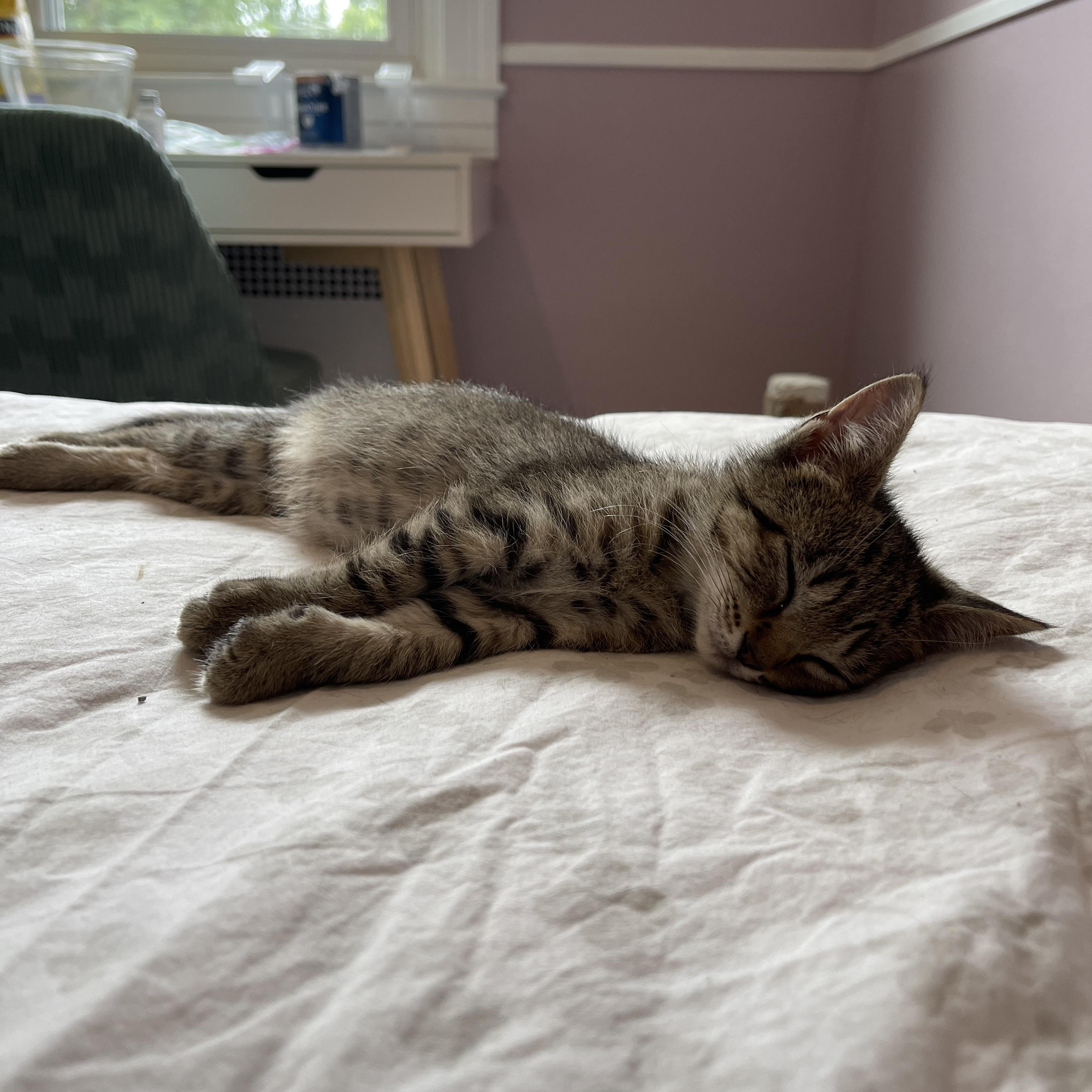 Latke, an adoptable Domestic Short Hair in Baltimore, MD image 2/4
