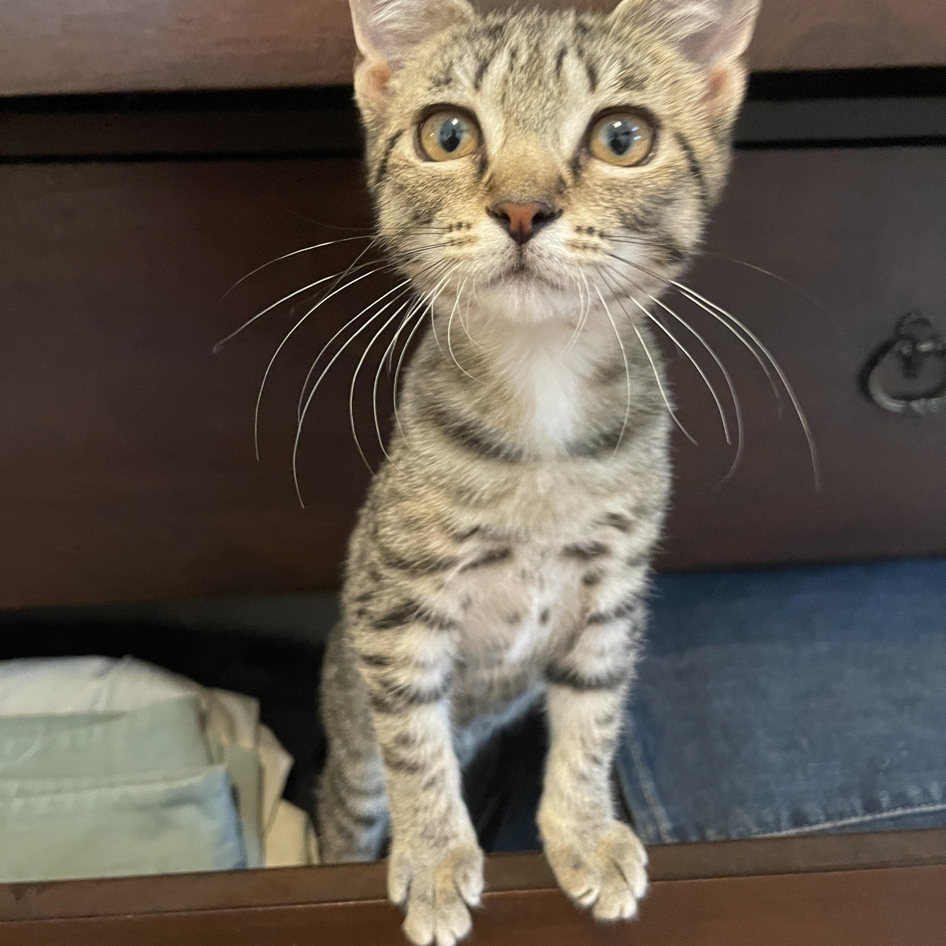 Latke, adoptable, Kitten Female Domestic Short Hair.