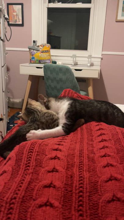Enlarge Latke, an adoptable Domestic Short Hair in Baltimore, MD video 3/4