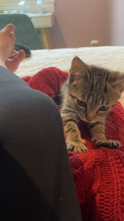 Enlarge Latke, an adoptable Domestic Short Hair in Baltimore, MD video 4/4