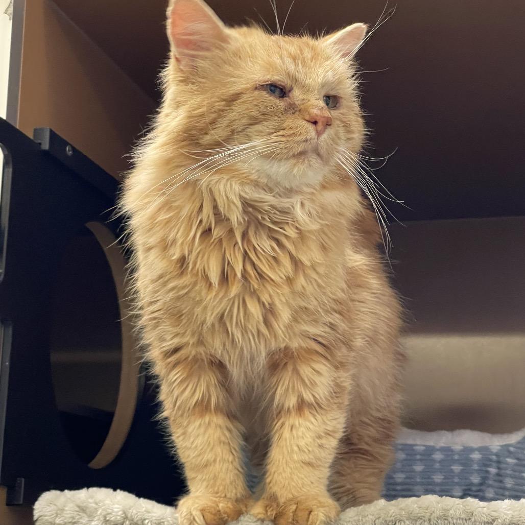 Lewis, Adoptable, Senior Male Domestic Long Hair.