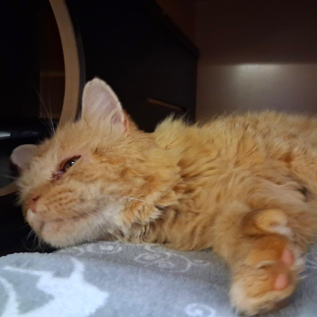 Lewis, Adoptable, Senior Male Domestic Long Hair.