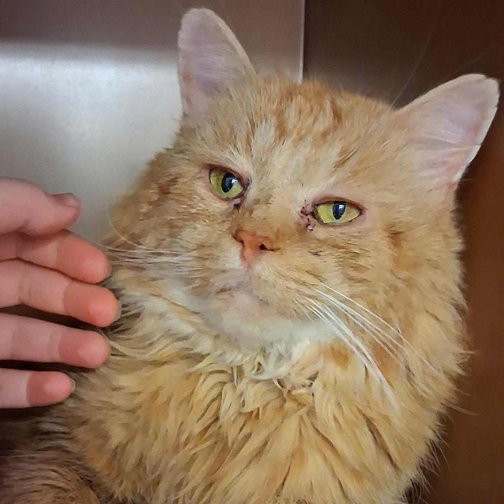 Lewis, a Adoptable Domestic Long Hair in Middlebury, VT image 2/5