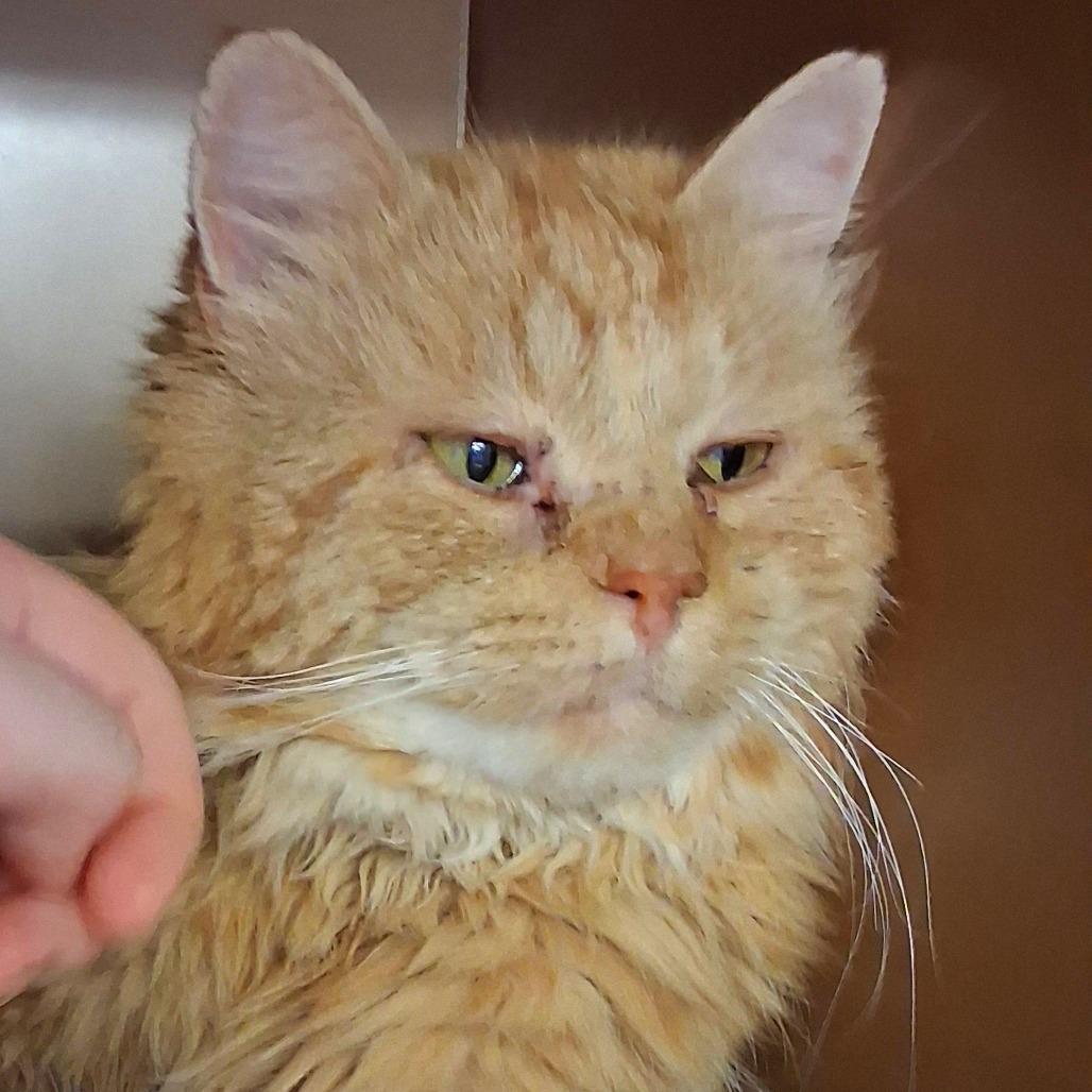 Lewis, a Adoptable Domestic Long Hair in Middlebury, VT image 4/5