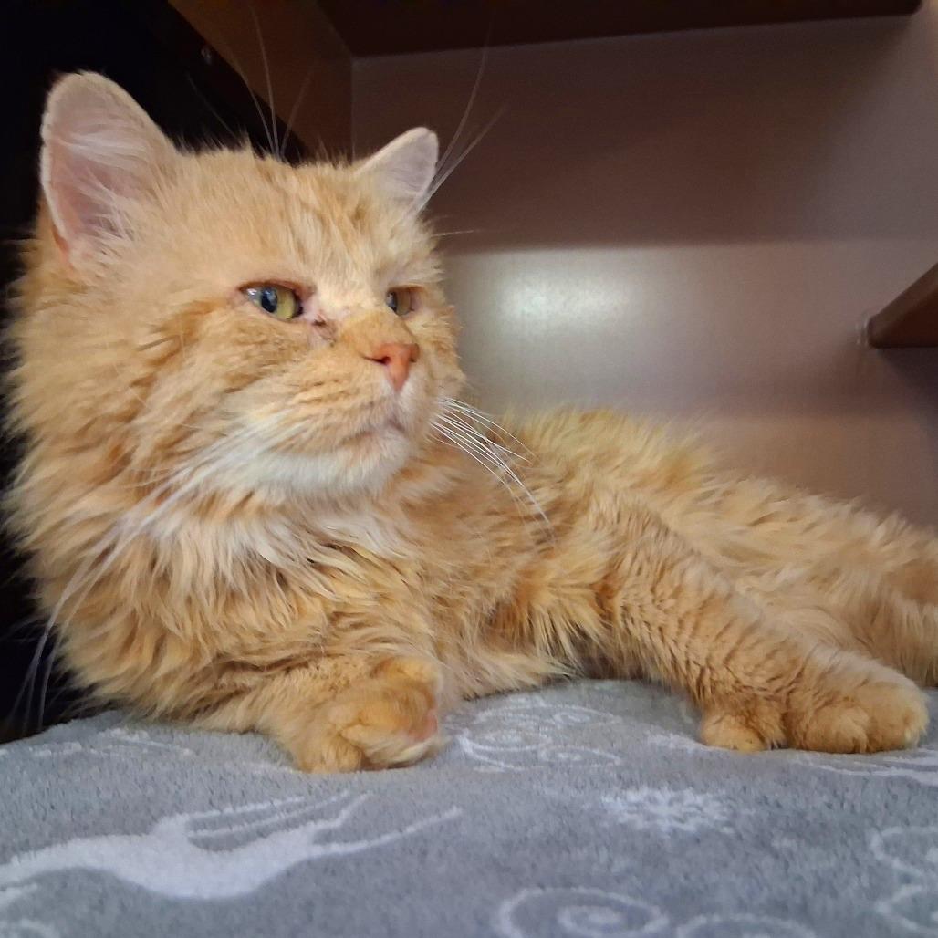 Lewis, a Adoptable Domestic Long Hair in Middlebury, VT image 5/5