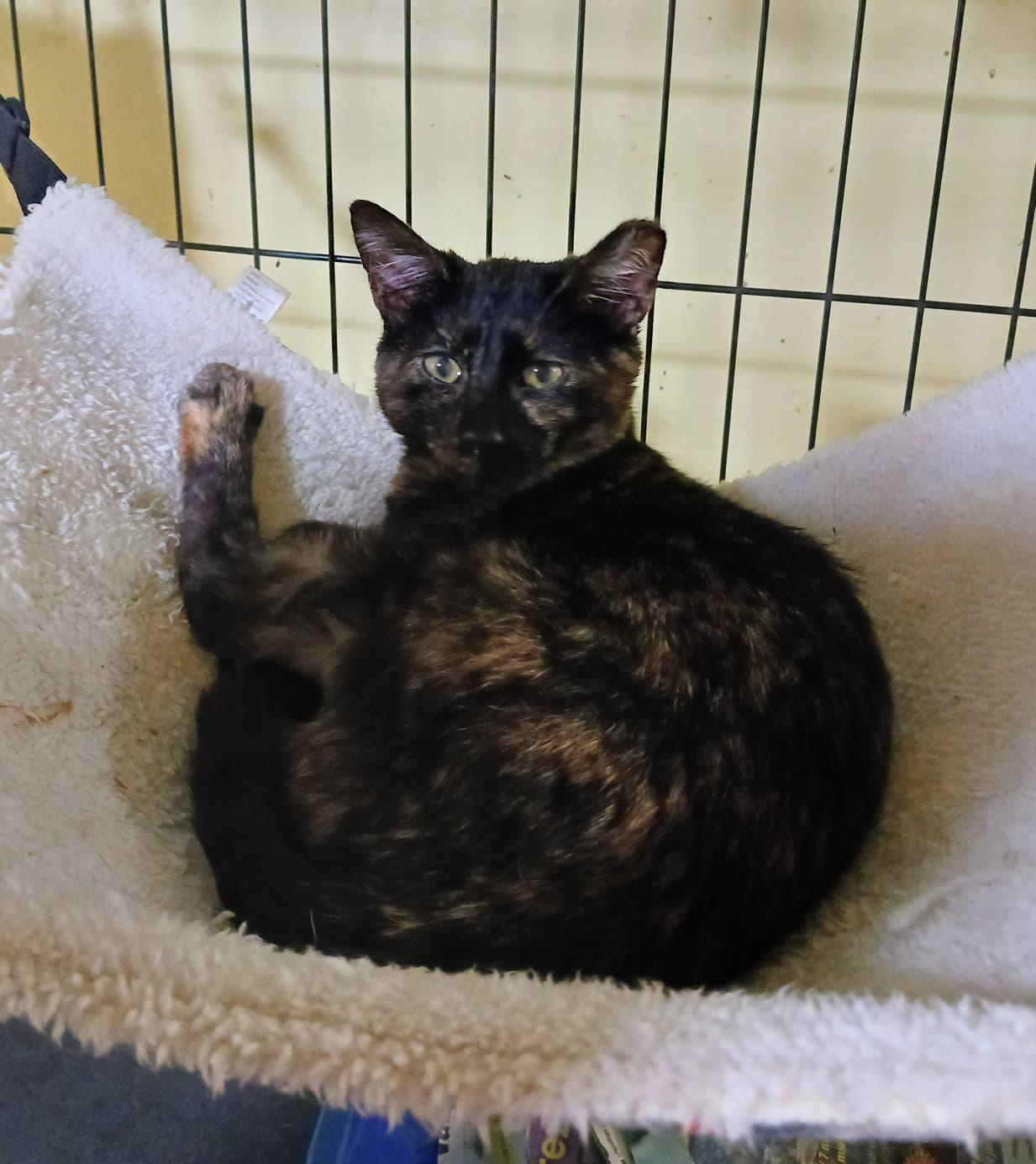 Enlarge Trufa, a ADOPTABLE Domestic Short Hair in San Juan, PR image 4/6