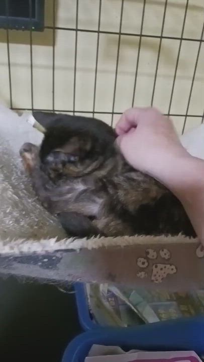 Enlarge Trufa, a ADOPTABLE Domestic Short Hair in San Juan, PR video 3/6