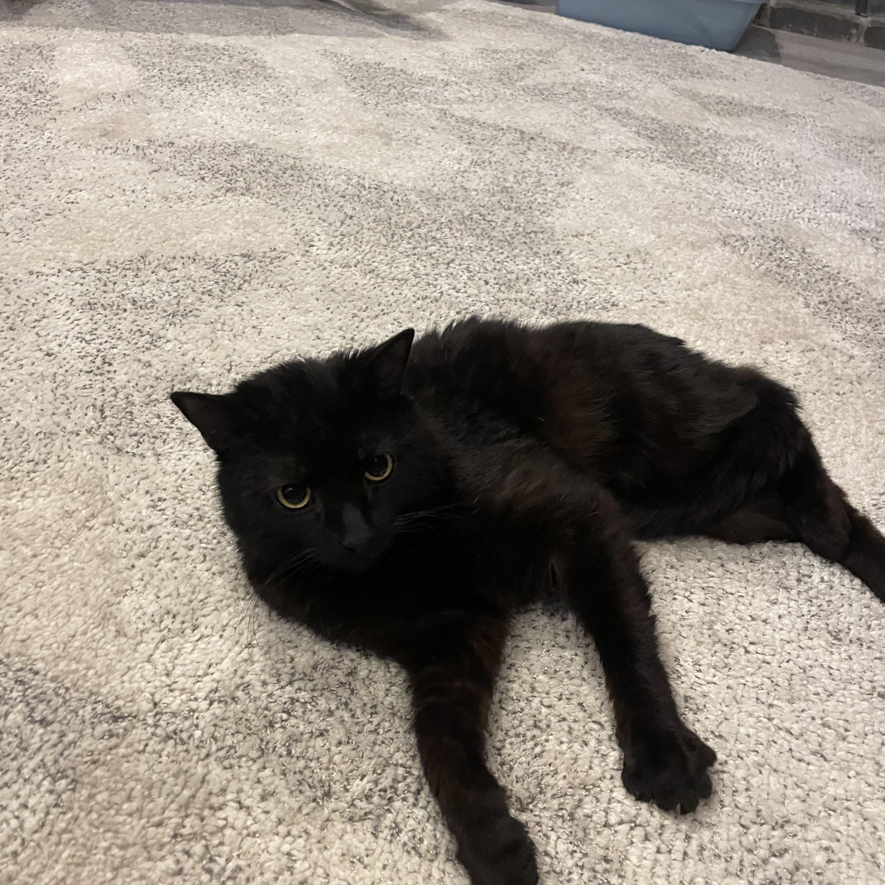 Enlarge Rain, a ADOPTABLE Domestic Short Hair in Springfield, MA image 3/5