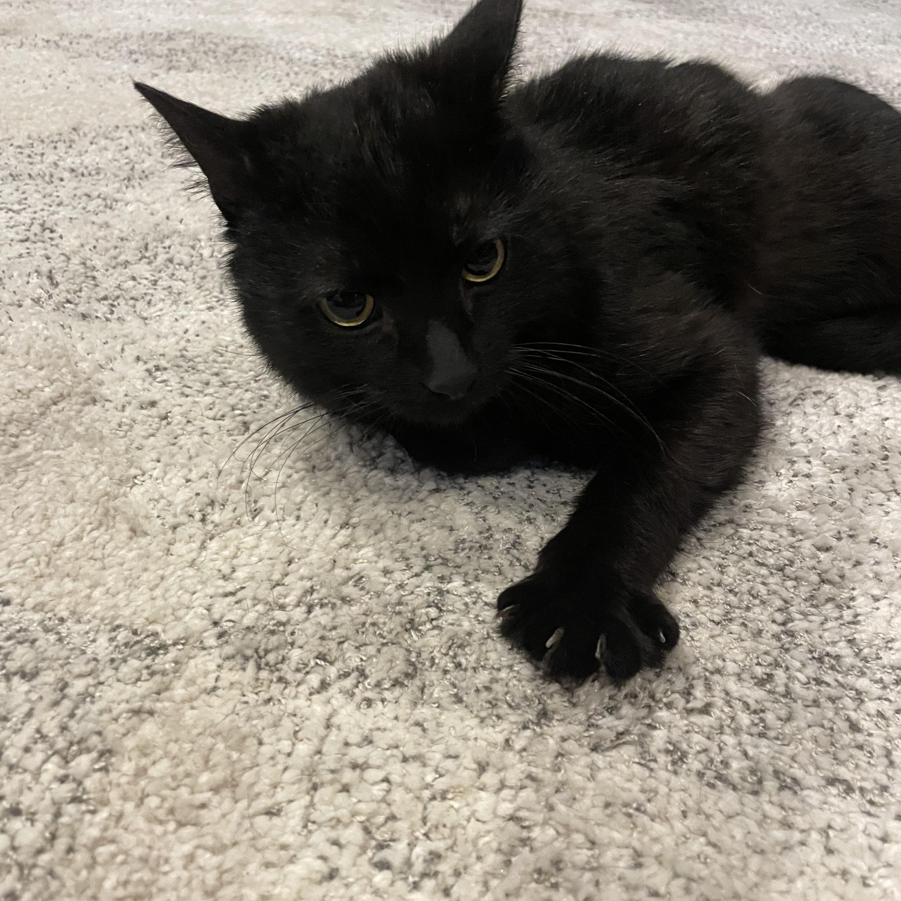 Rain, ADOPTABLE, Young Male Domestic Short Hair.