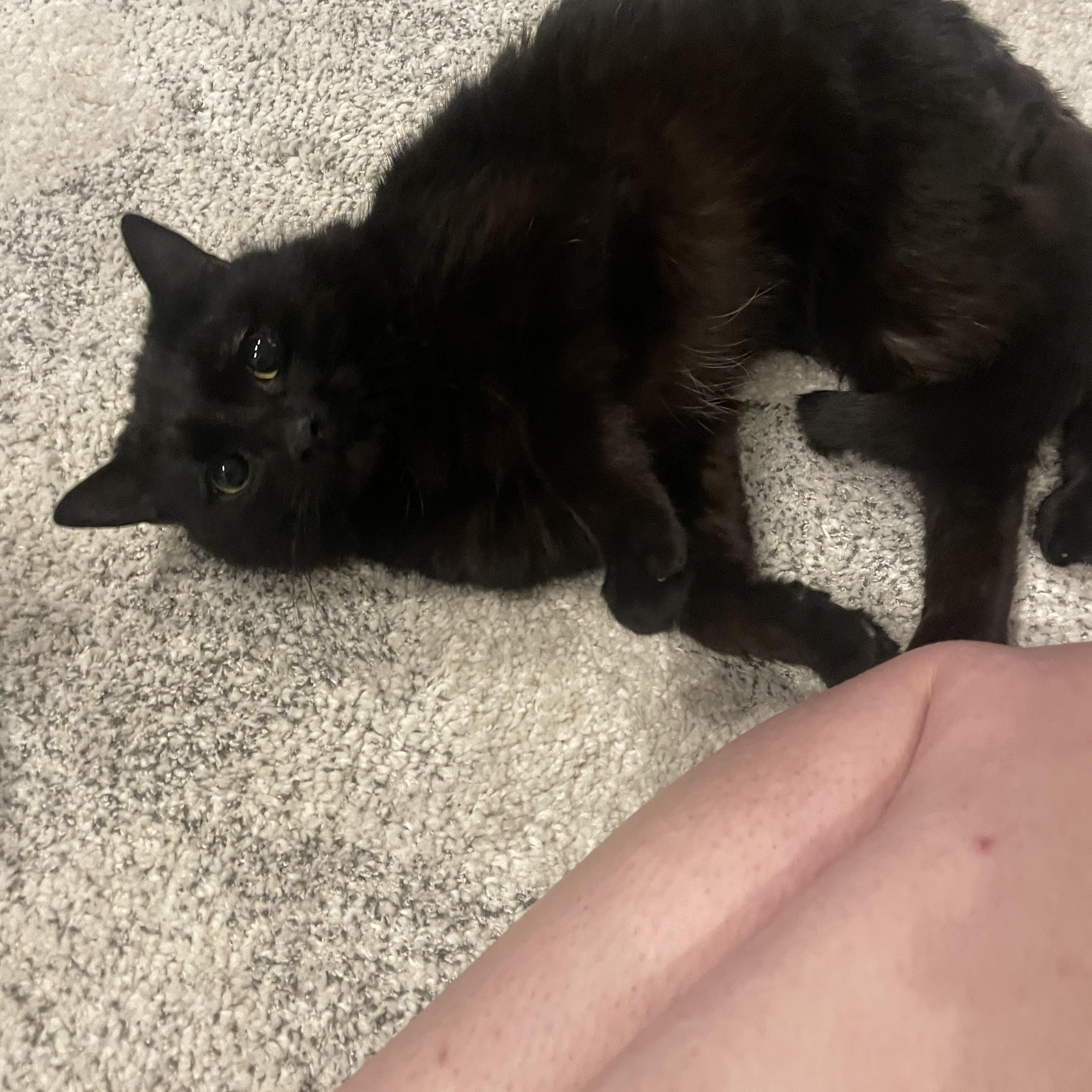 Enlarge Rain, a ADOPTABLE Domestic Short Hair in Springfield, MA image 4/5