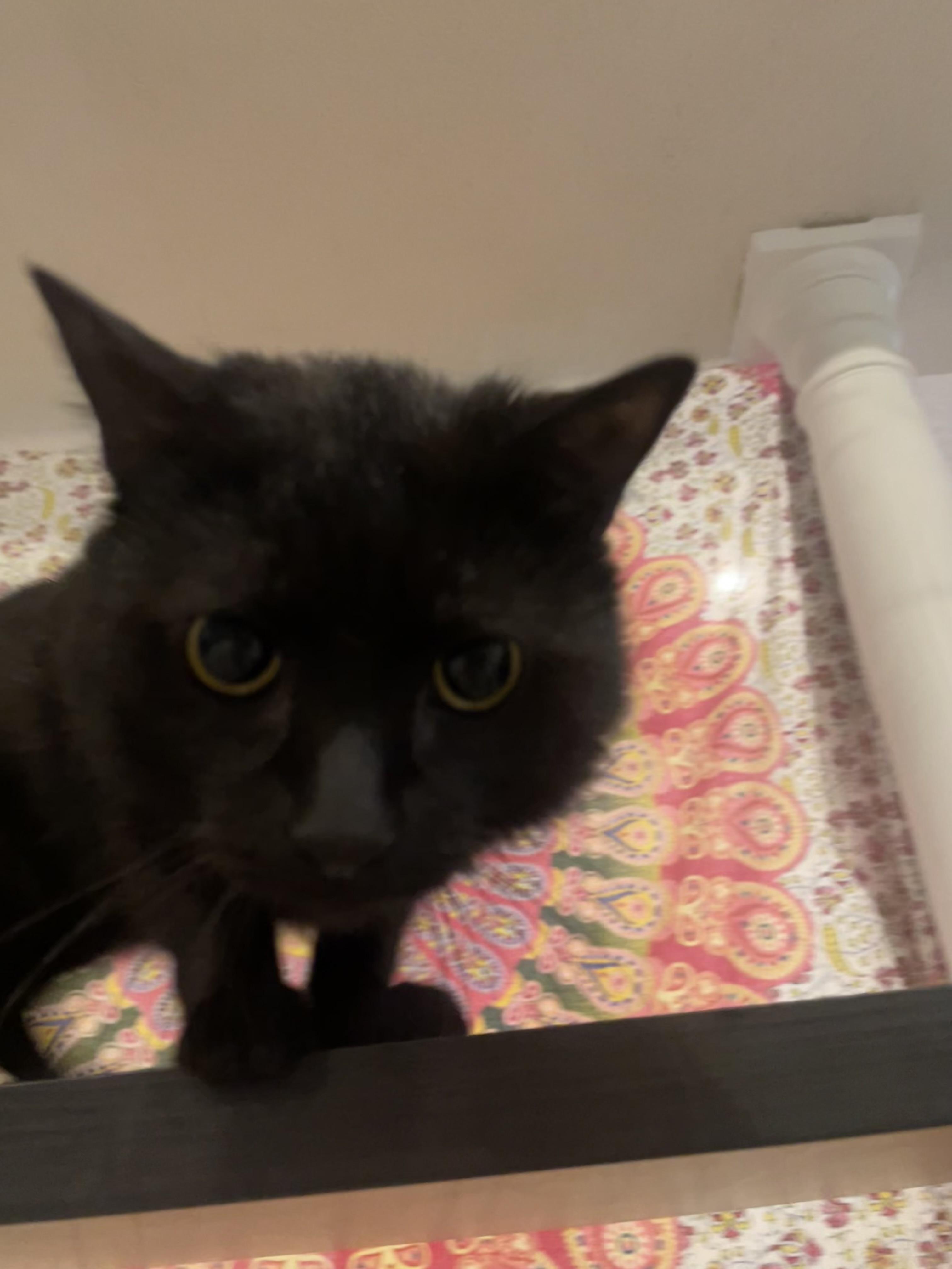 Enlarge Rain, a ADOPTABLE Domestic Short Hair in Springfield, MA image 2/5