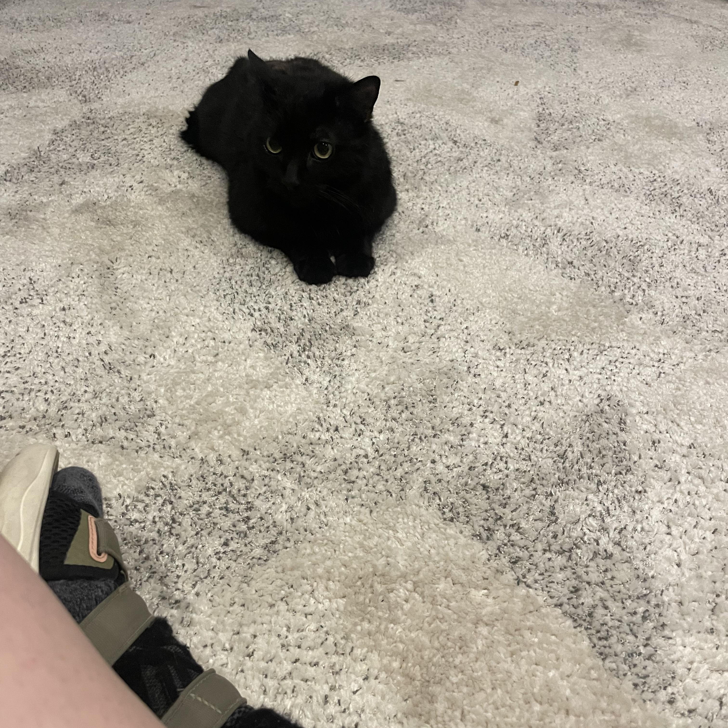 Enlarge Rain, a ADOPTABLE Domestic Short Hair in Springfield, MA image 5/5