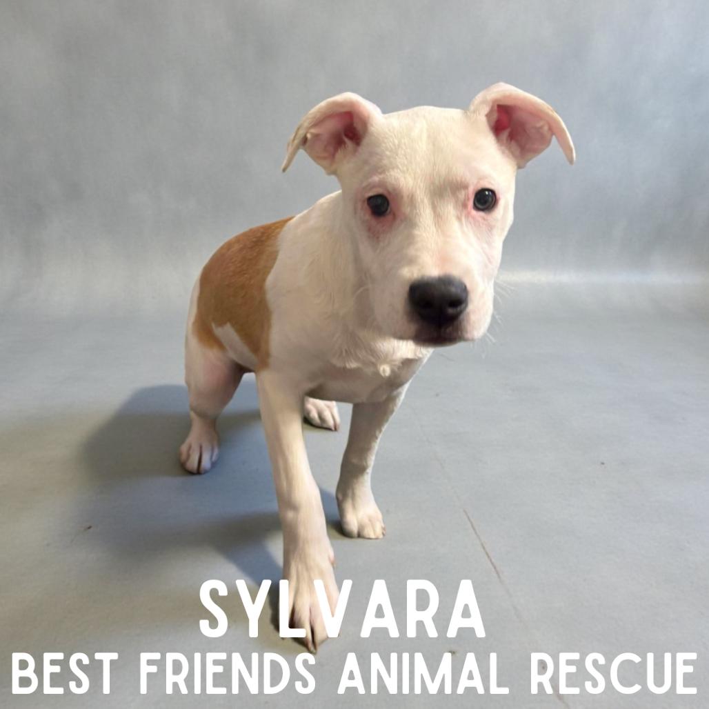 Sylvara, a Adoptable mixed breed in Wasilla, AK image 1/5