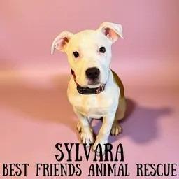 Sylvara, Adoptable, Puppy Female Mastiff & Rottweiler.