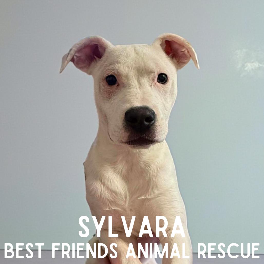 Sylvara, a Adoptable mixed breed in Wasilla, AK image 3/5