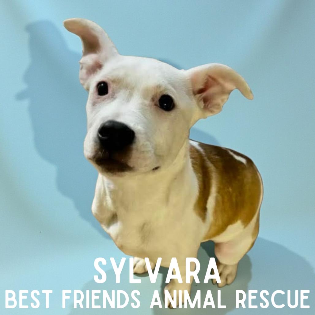 Sylvara, a Adoptable mixed breed in Wasilla, AK image 2/2