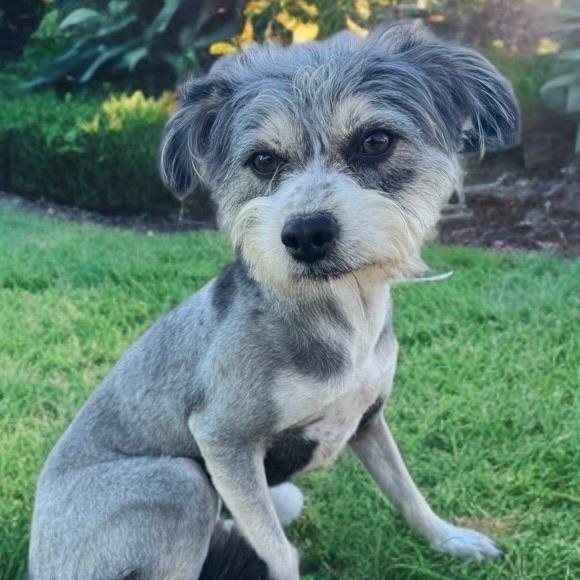 Bojangles — thumbnail 2