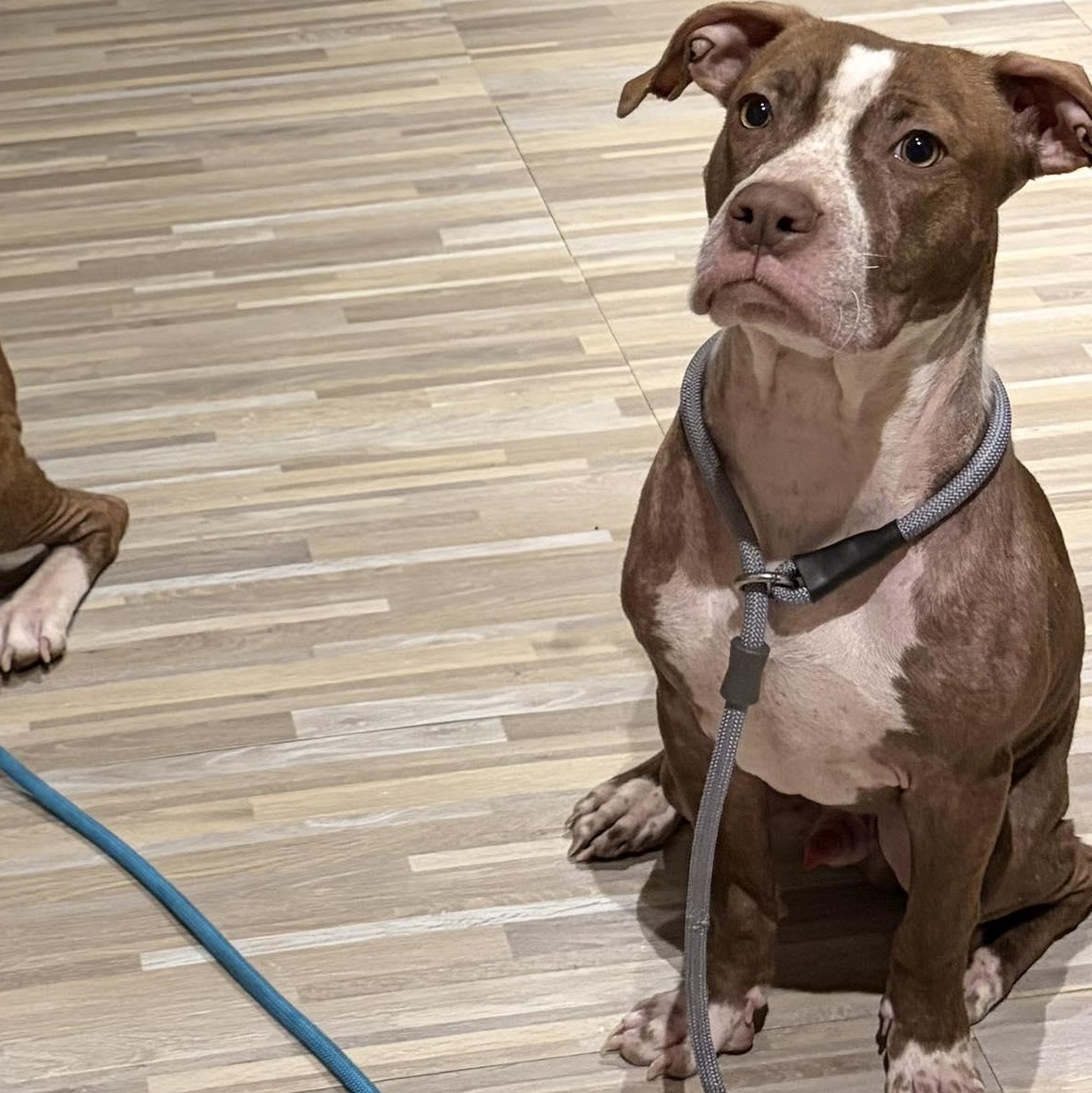 Enlarge Comanche, a Adoptable mixed breed in Dayton, OH image 4/6