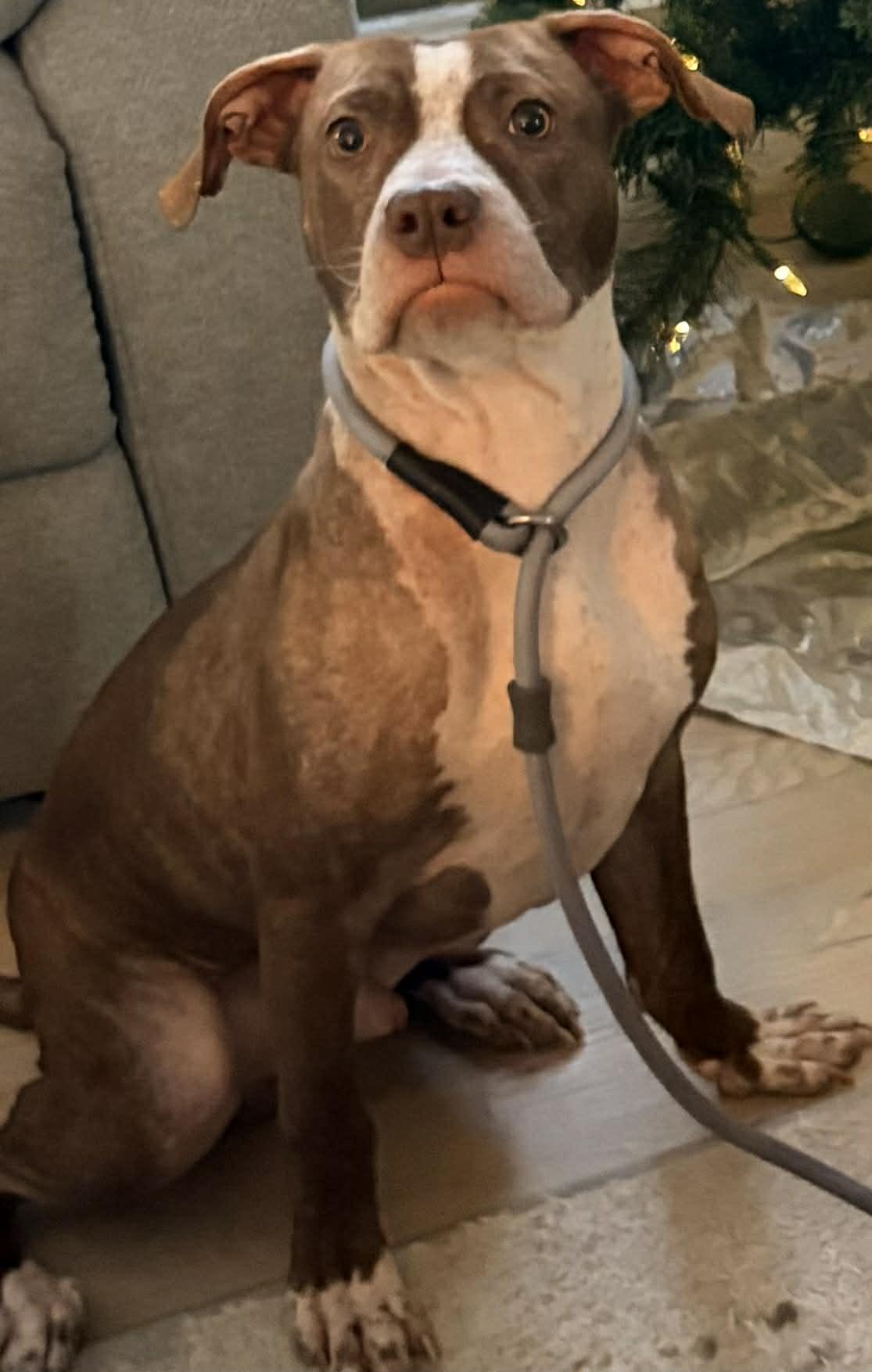 Enlarge Comanche, a Adoptable mixed breed in Dayton, OH image 6/6