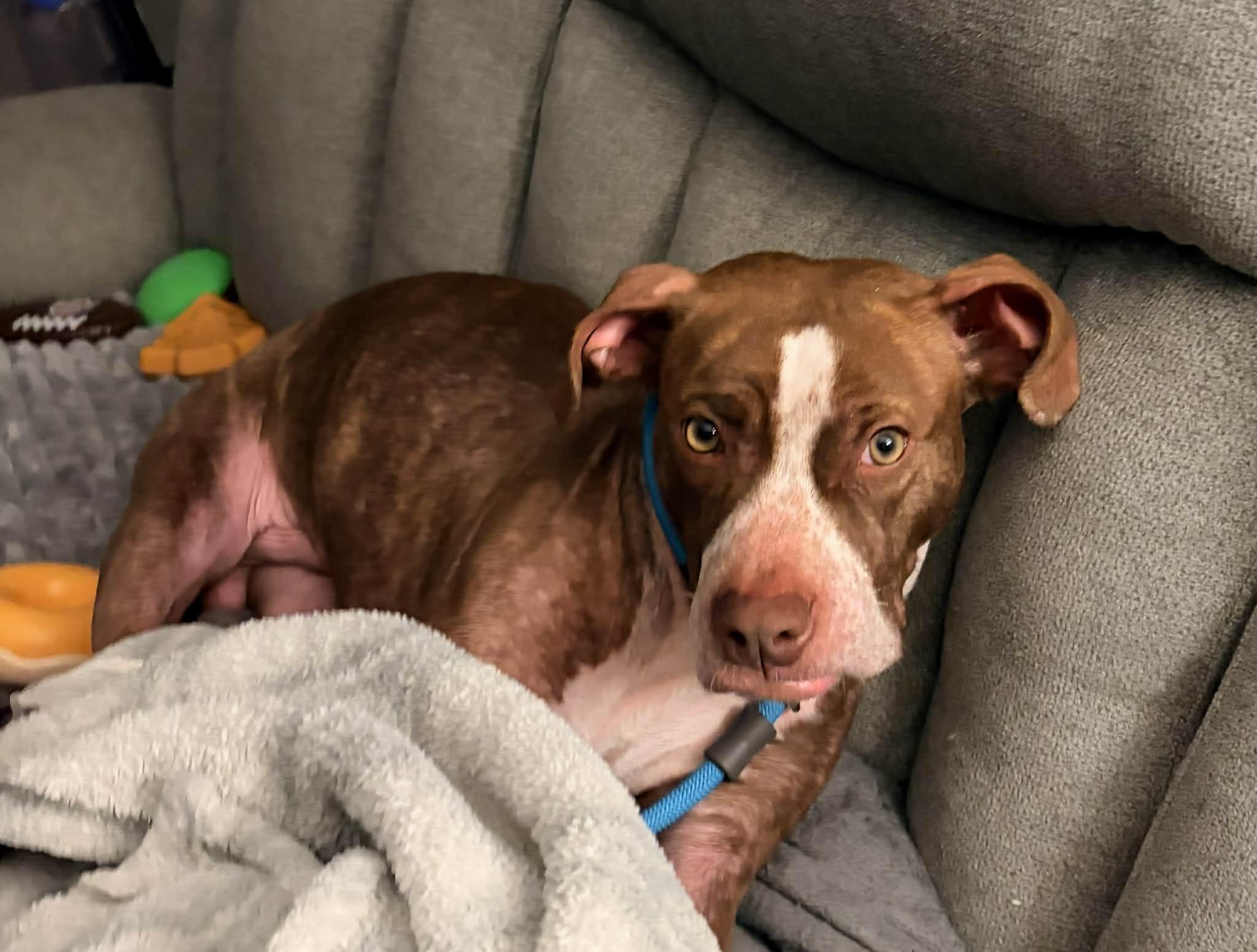 Enlarge Comanche, a Adoptable mixed breed in Dayton, OH image 5/6