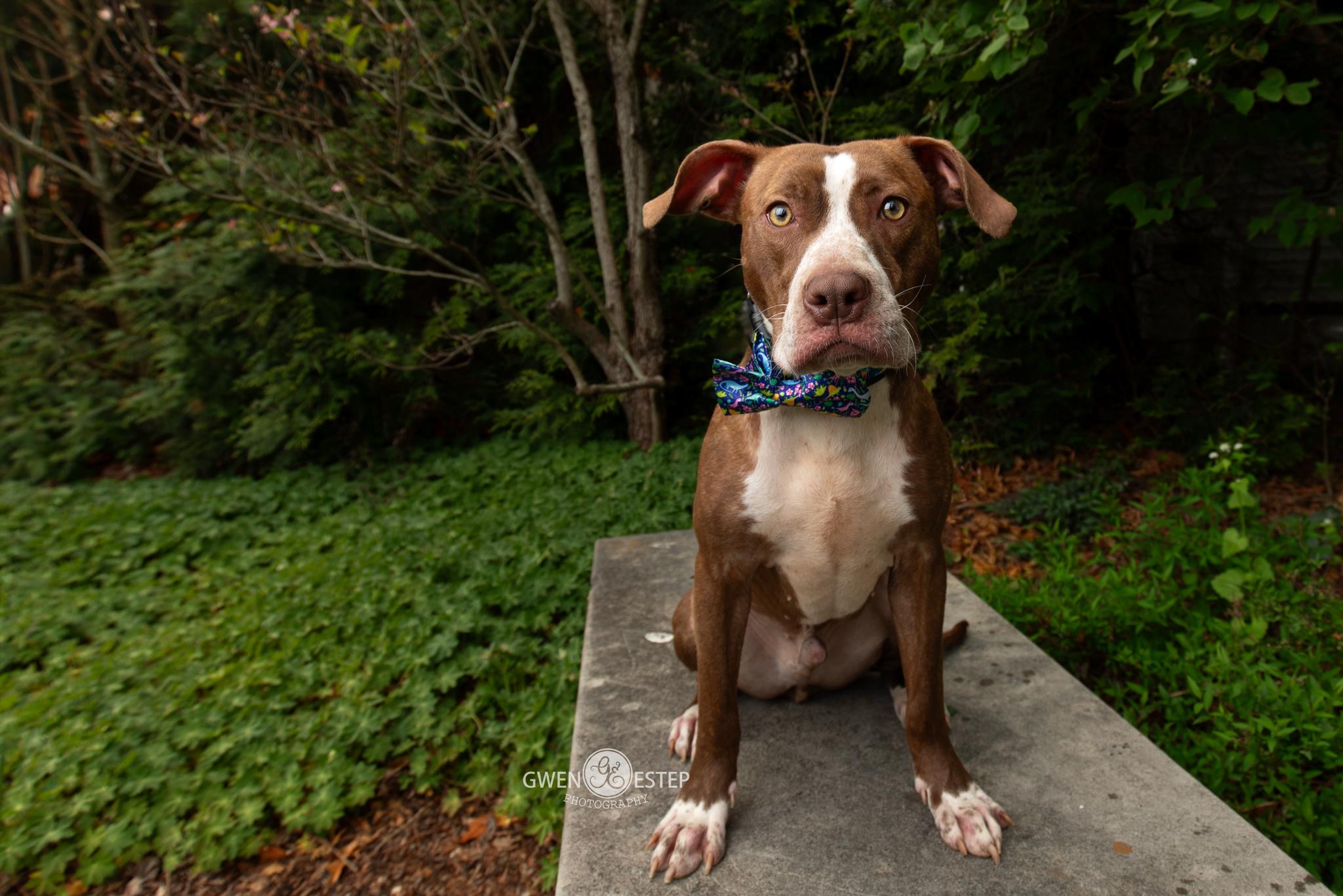 Comanche, Adoptable, Young Male Pit Bull Terrier.