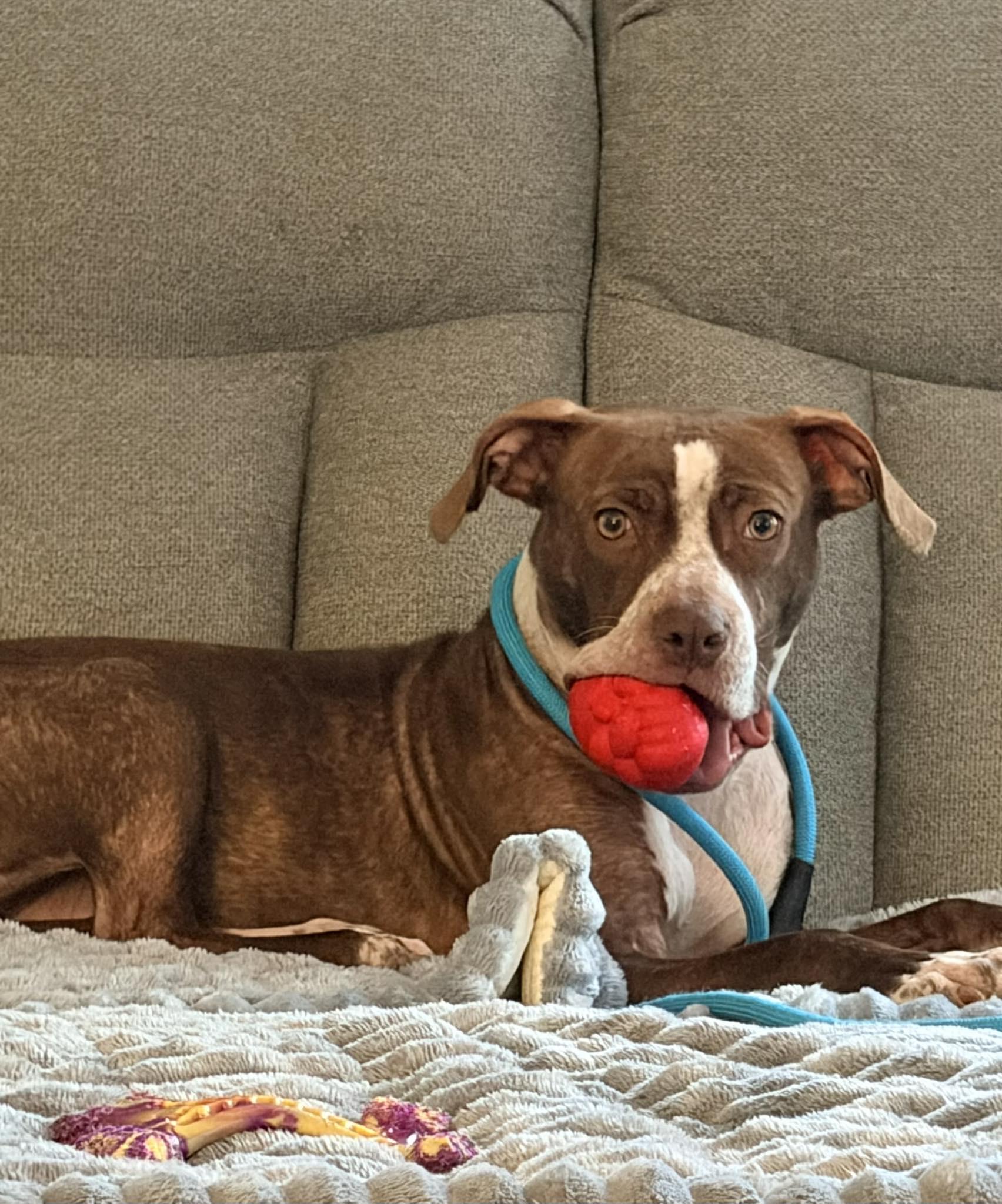 Enlarge Comanche, a Adoptable mixed breed in Dayton, OH image 2/6