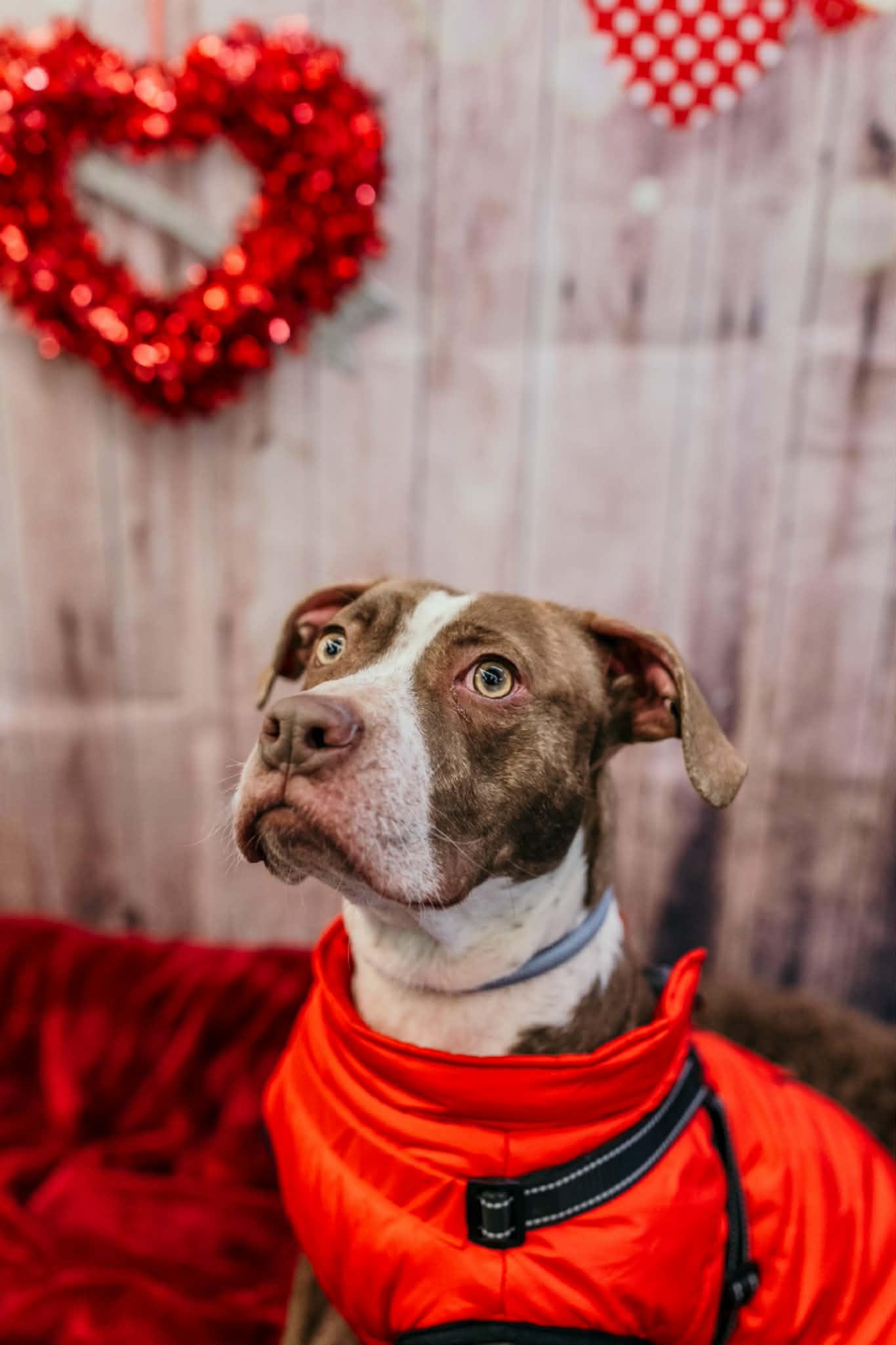 Enlarge Comanche, a Adoptable mixed breed in Dayton, OH image 4/6