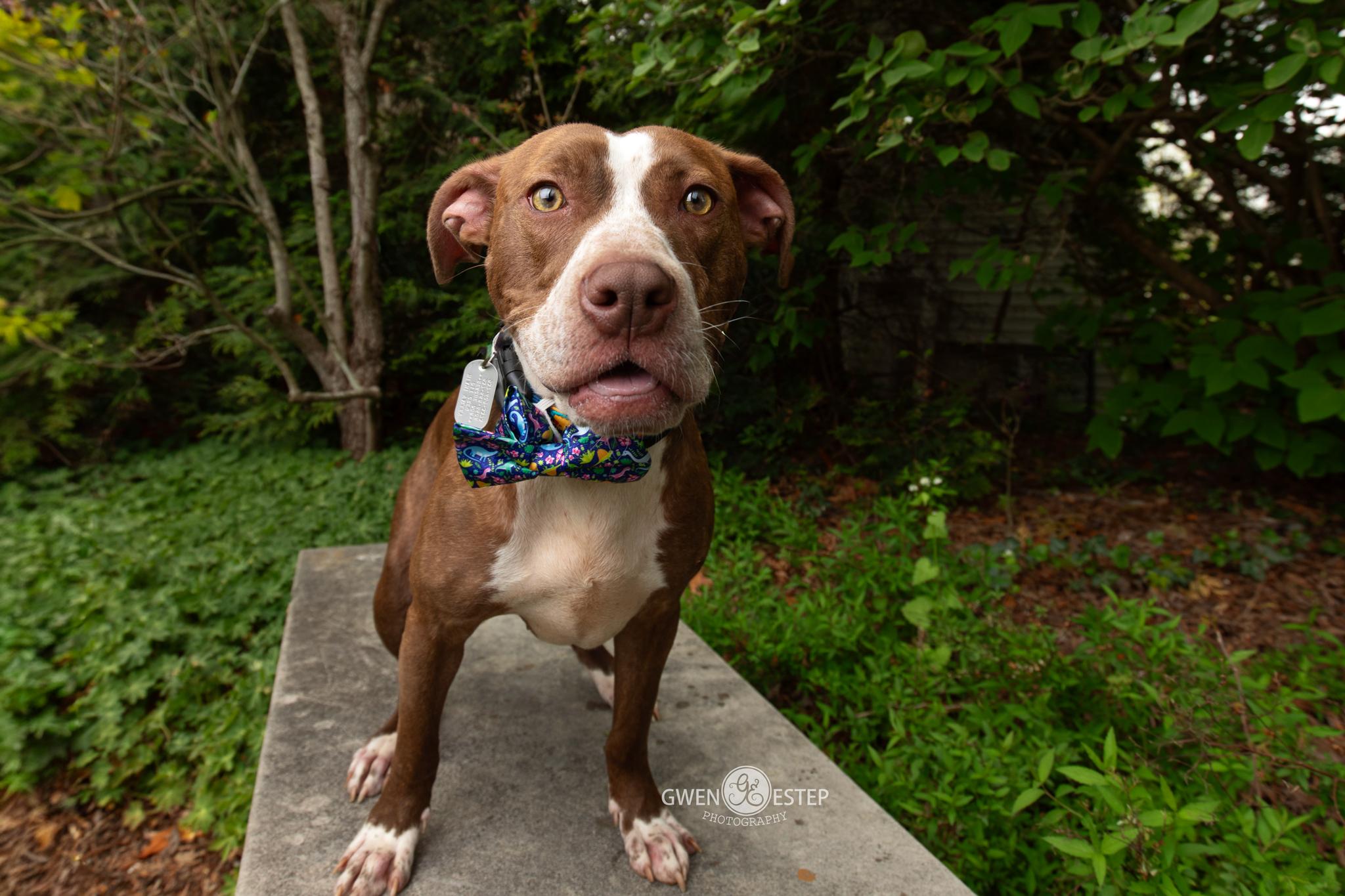 Comanche, a Adoptable mixed breed in Dayton, OH image 2/6