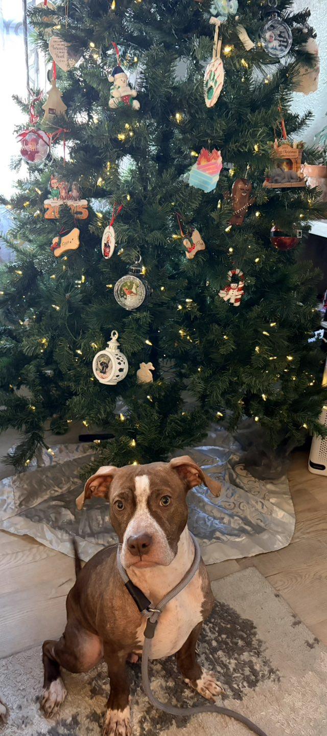 Enlarge Comanche, a Adoptable mixed breed in Dayton, OH image 3/6