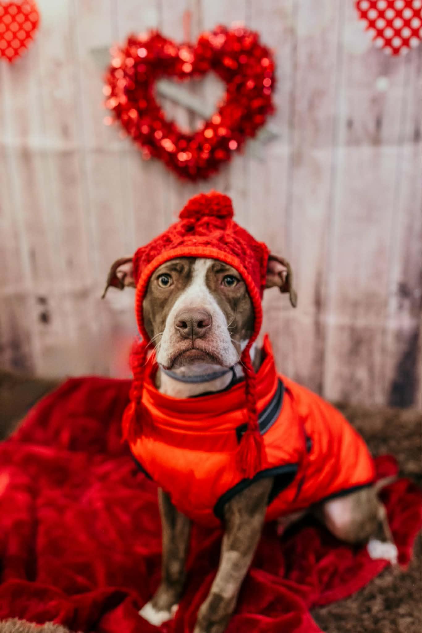 Enlarge Comanche, a Adoptable mixed breed in Dayton, OH image 5/6