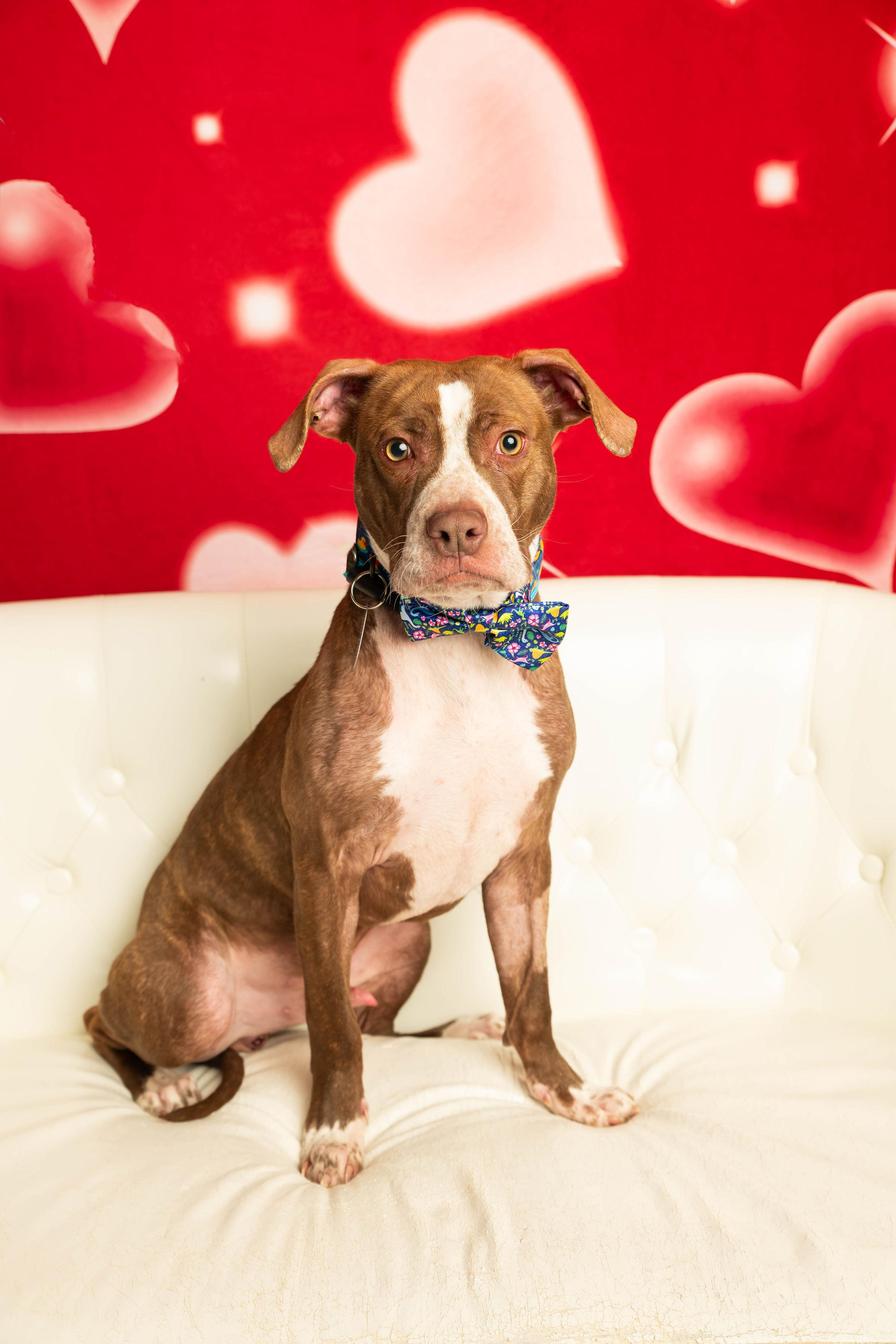 Enlarge Comanche, a Adoptable mixed breed in Dayton, OH image 2/6