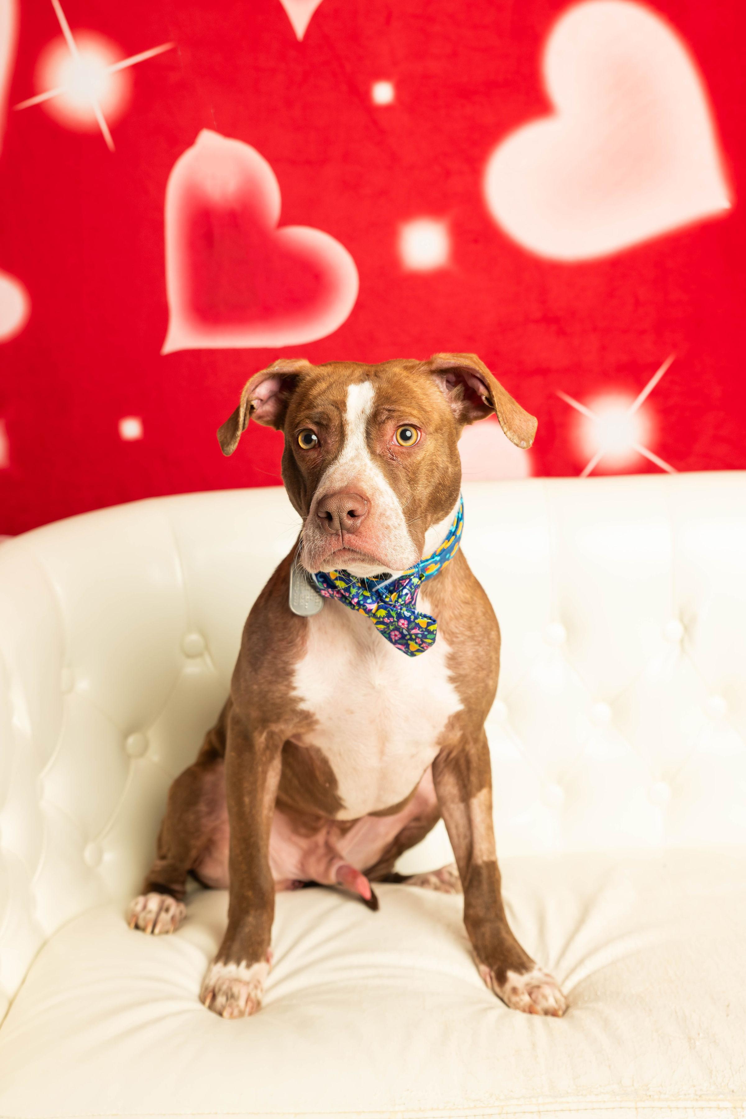 Enlarge Comanche, a Adoptable mixed breed in Dayton, OH image 3/6