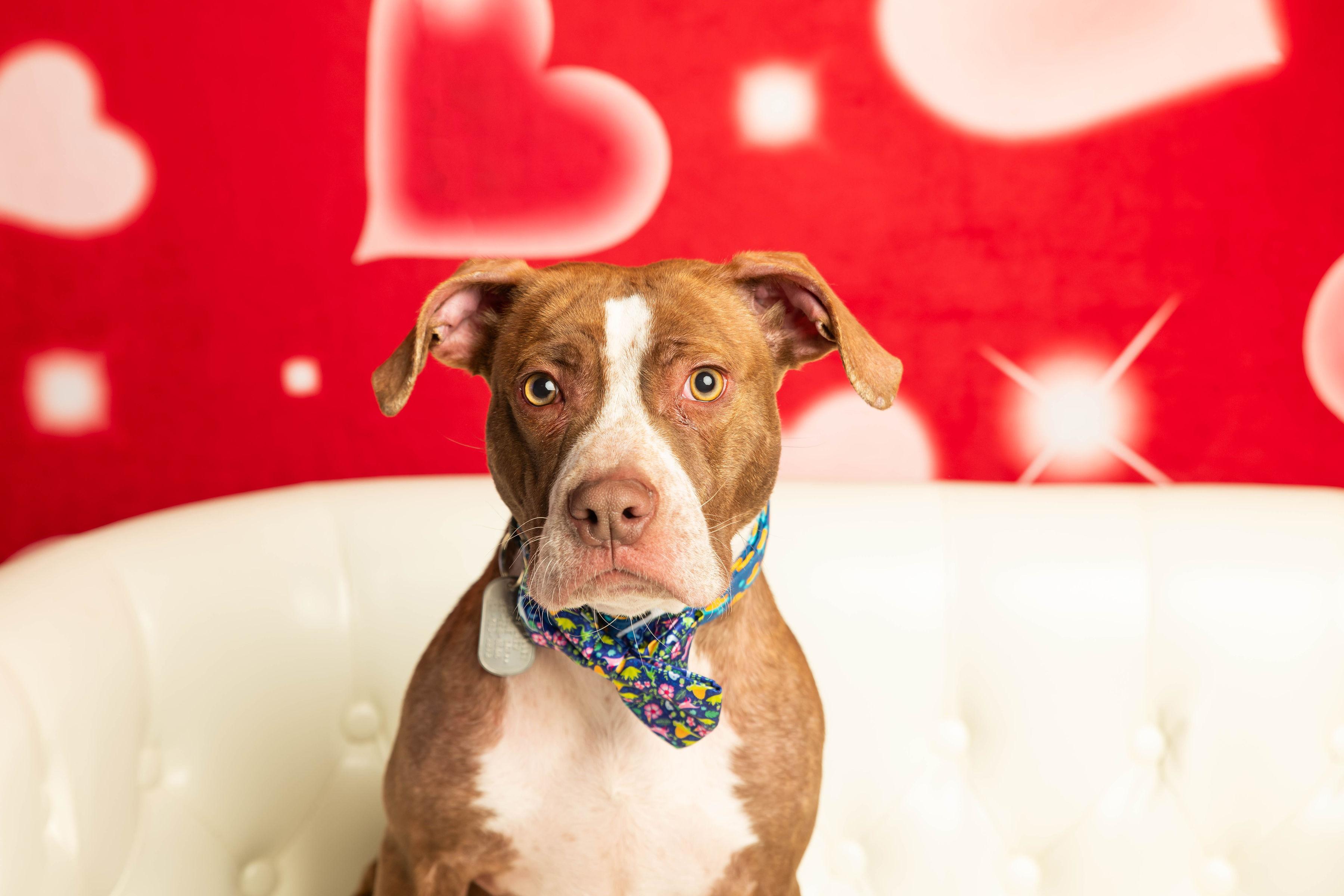 Enlarge Comanche, a Adoptable mixed breed in Dayton, OH image 1/6