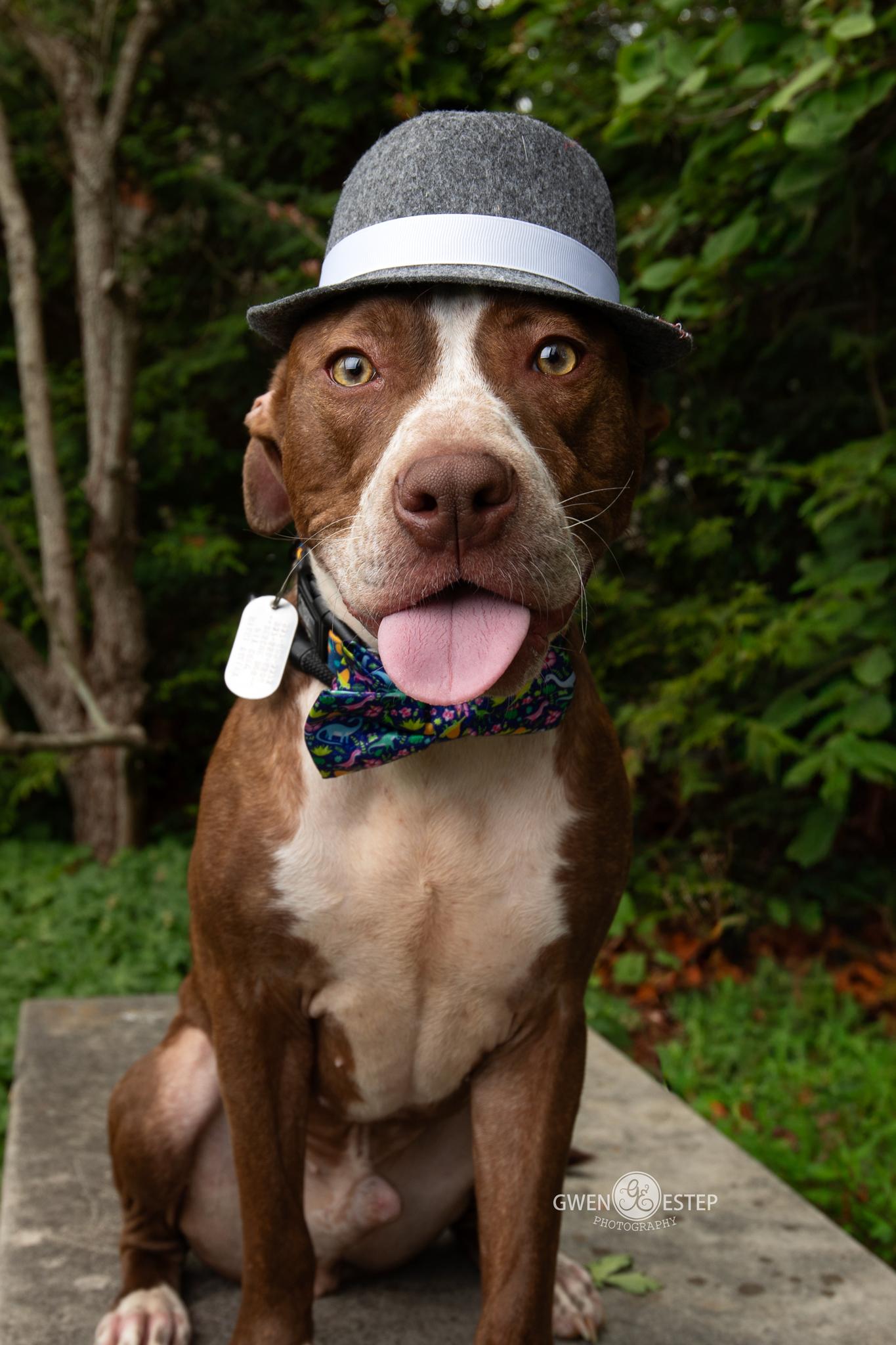 Comanche, a Adoptable mixed breed in Dayton, OH image 3/6